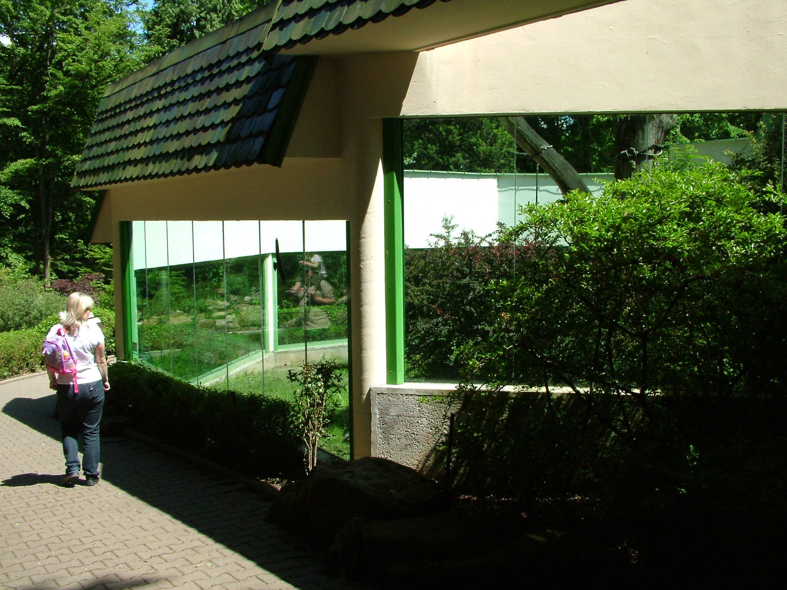 Gorilla outdoor exhibit at Zlin, 28/05/10