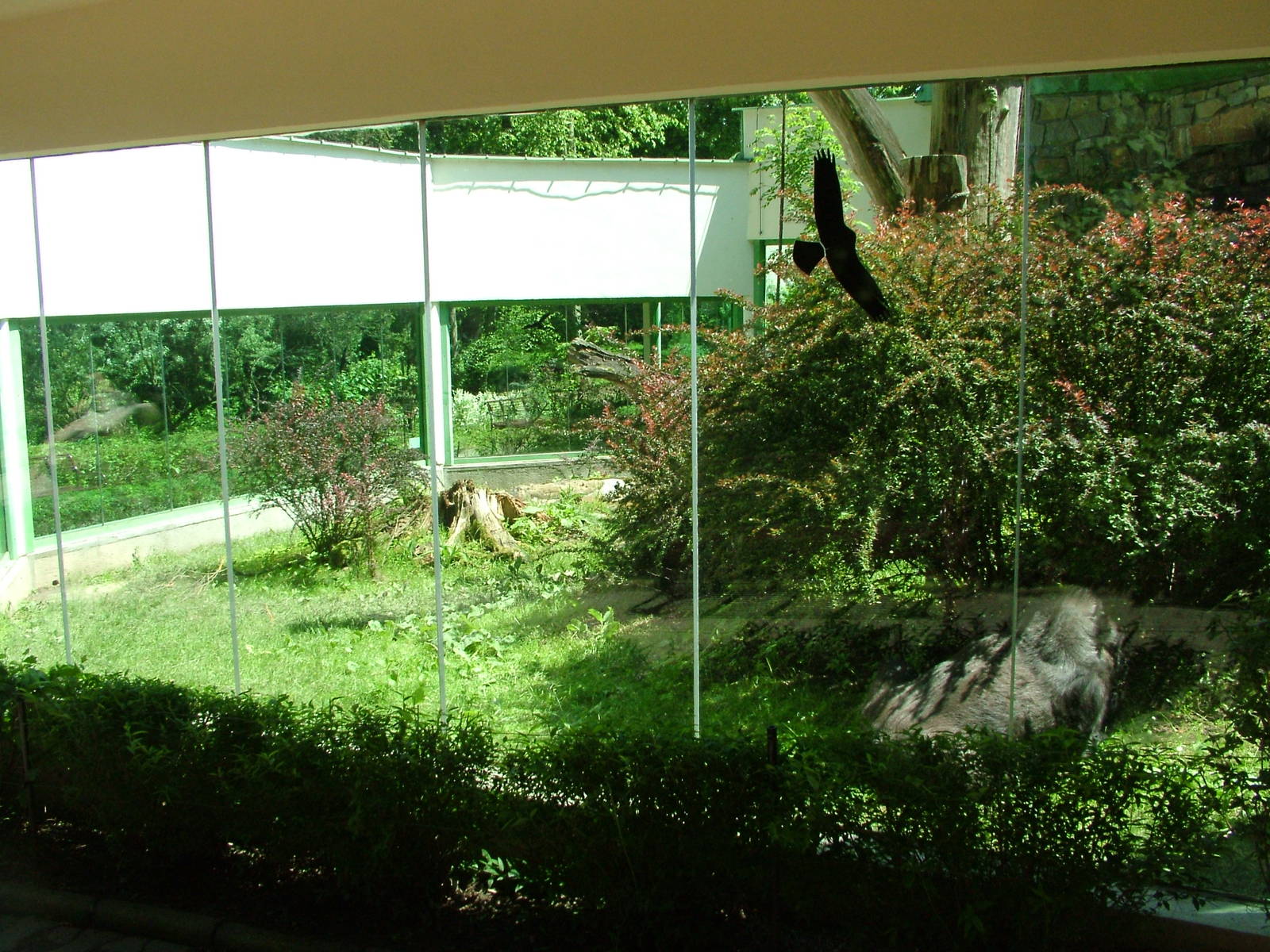 Gorilla outdoor exhibit at Zlin, 28/05/10