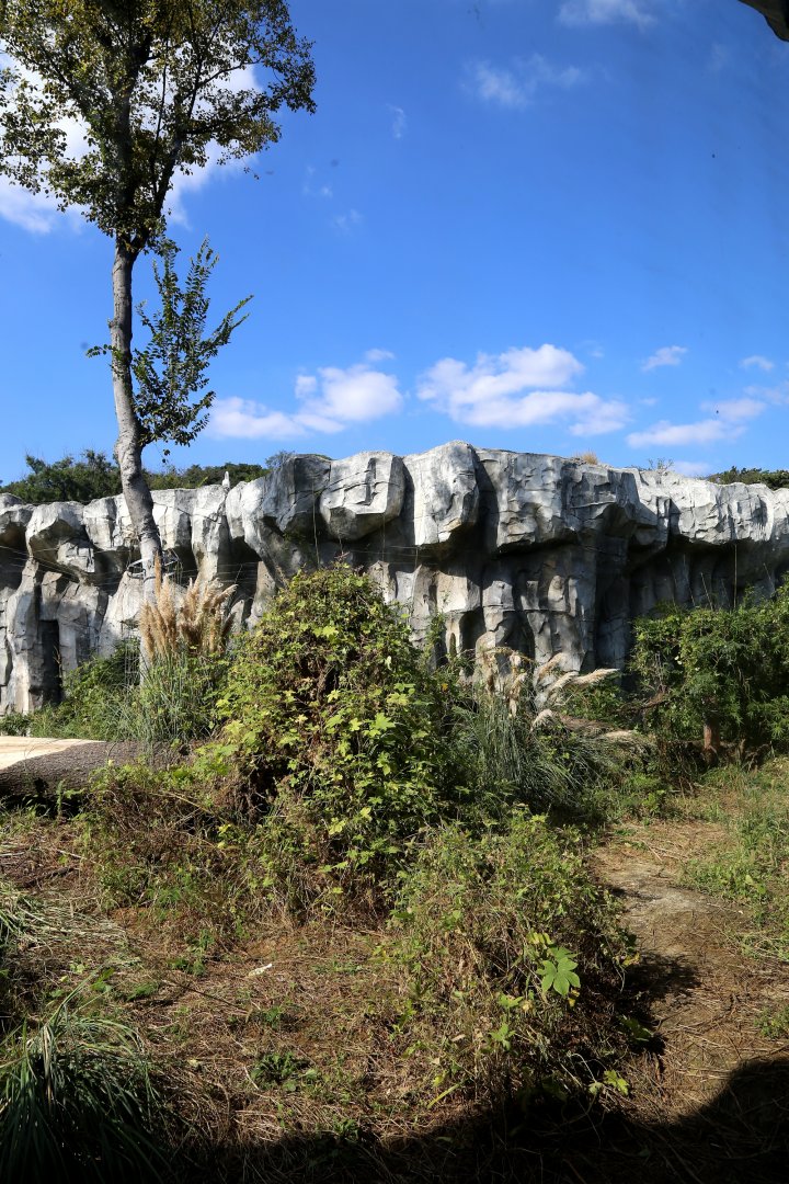Gorilla Outdoor Exhibit, the 1st Yard