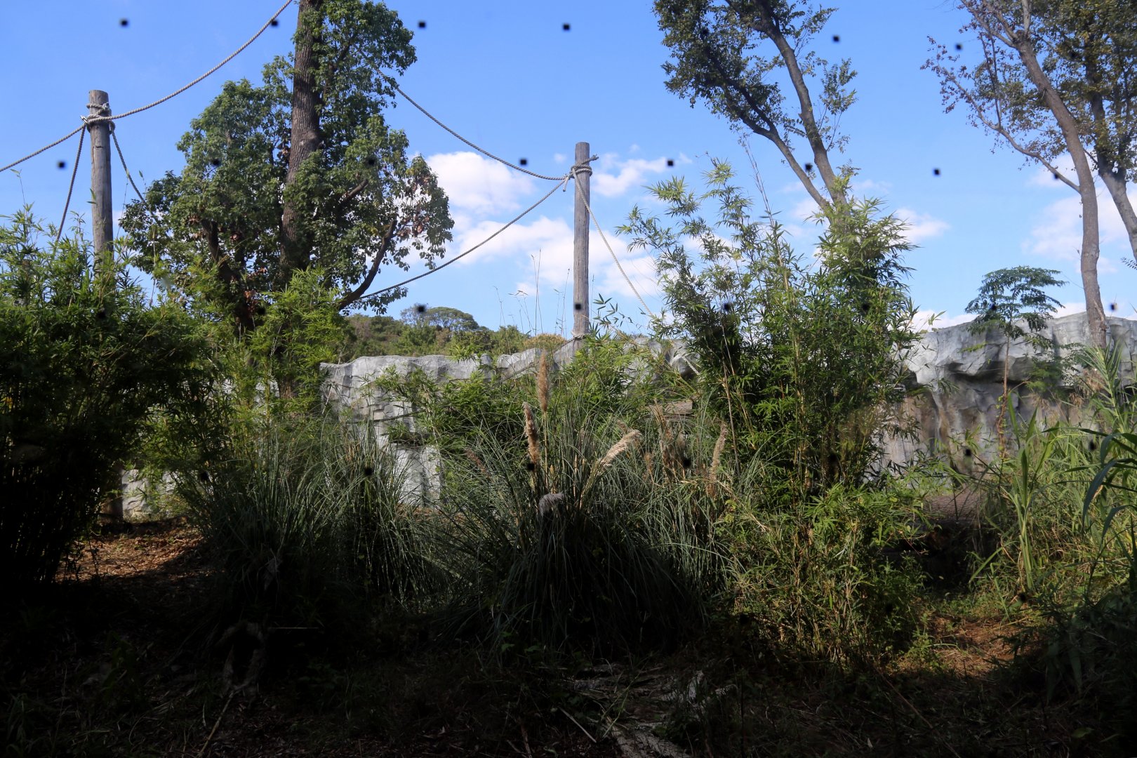 Gorilla Outdoor Exhibit, the 1st Yard