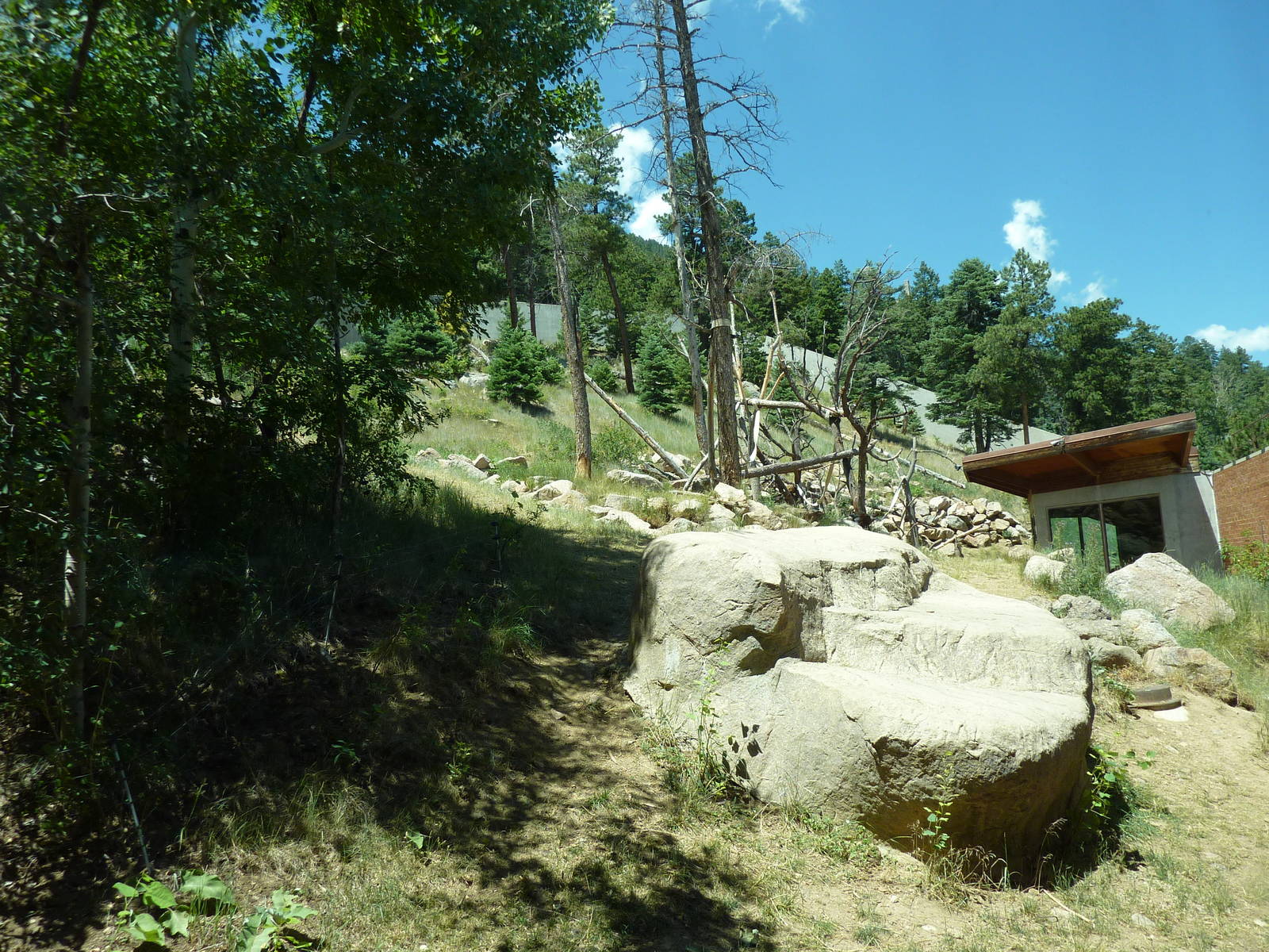 Gorilla - Outdoor Exhibit