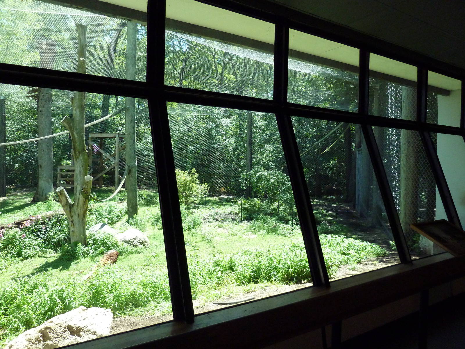 Gorilla Outdoor Exhibit