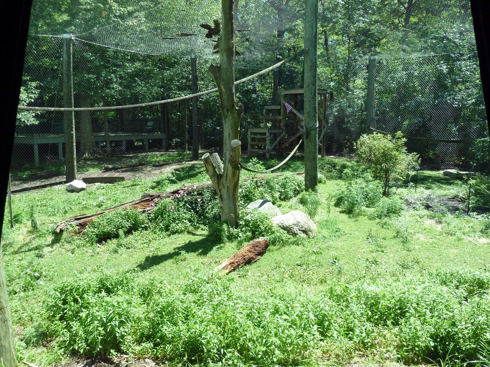 Gorilla Outdoor Exhibit