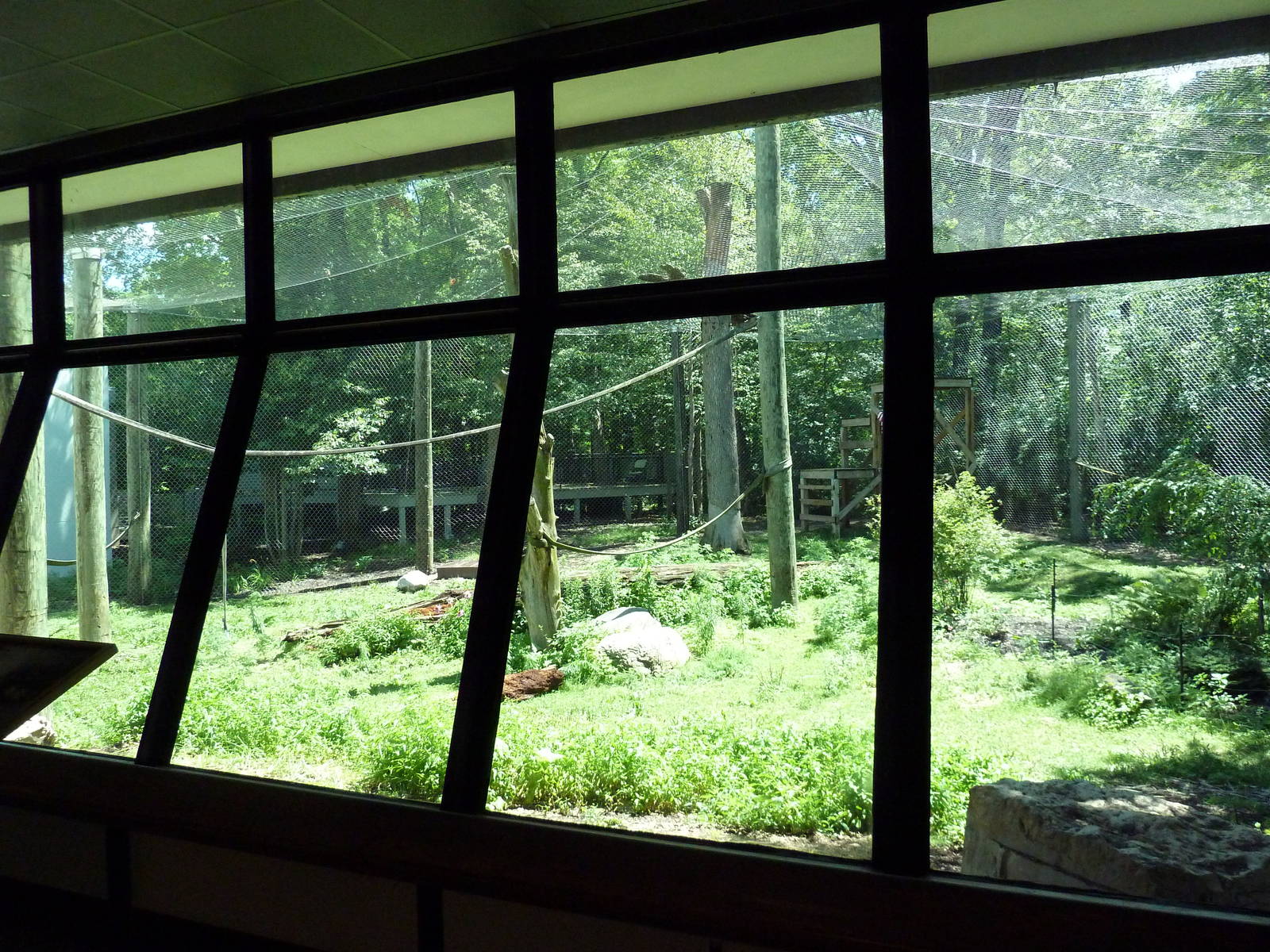 Gorilla Outdoor Exhibit