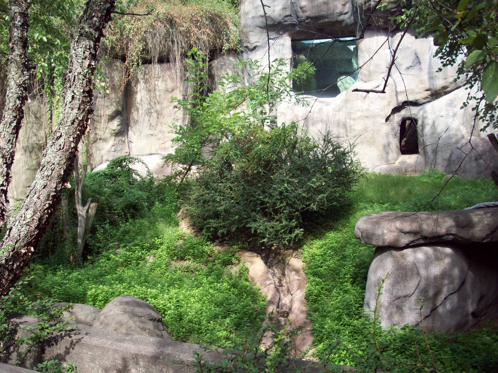 Gorilla Outdoor Exhibit