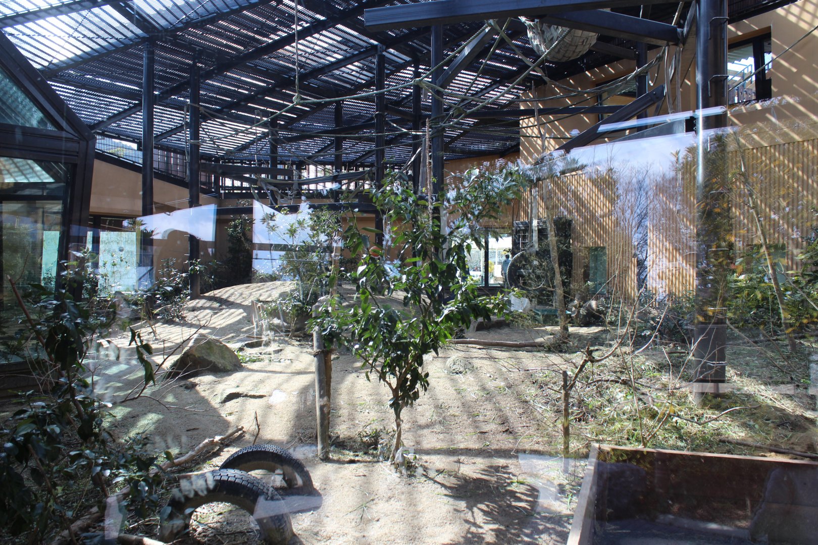 Gorilla outdoor exhibit