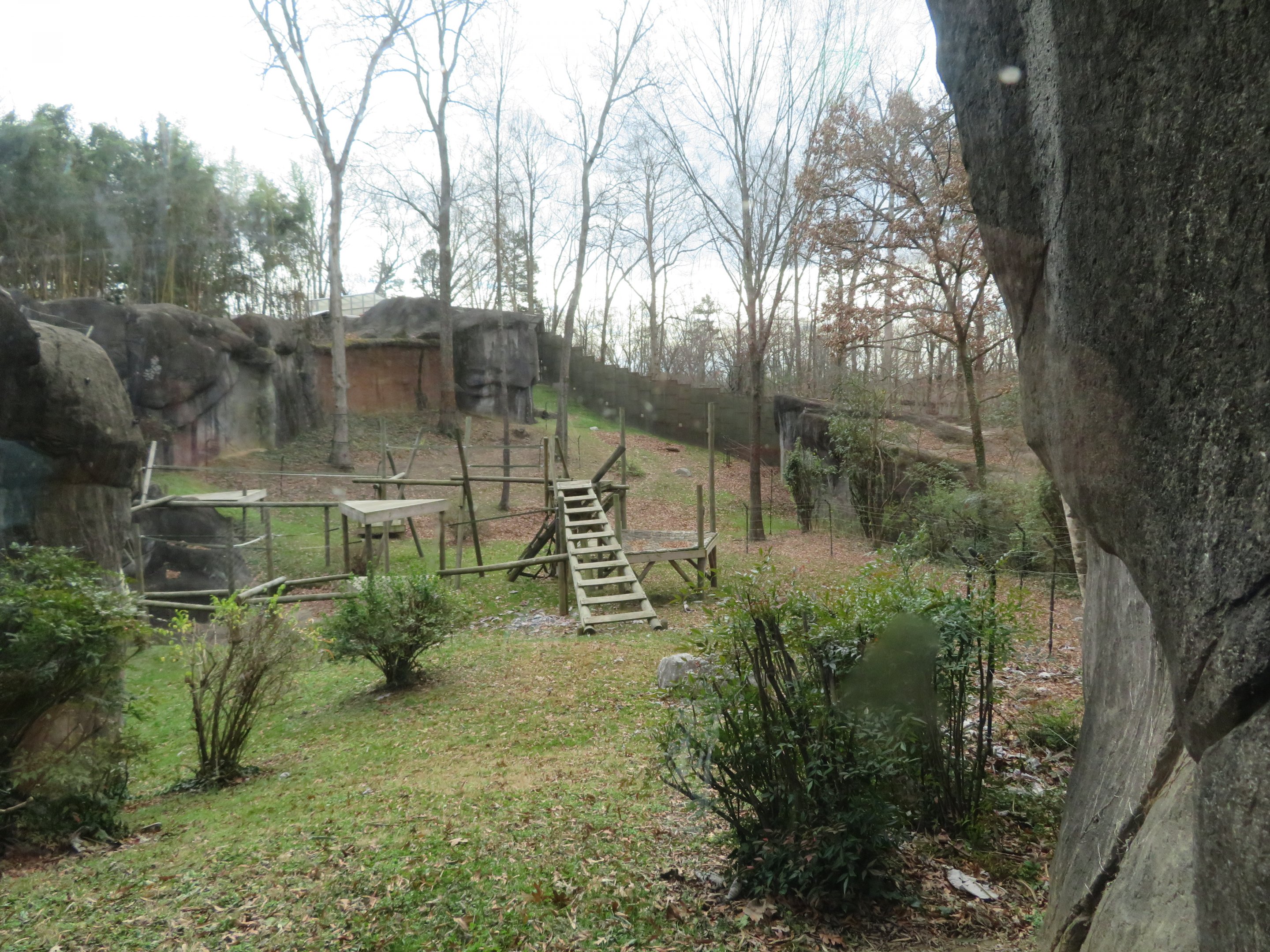 Gorilla Outdoor Exhibit