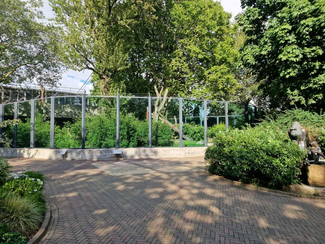 Gorilla outdoor exhibit