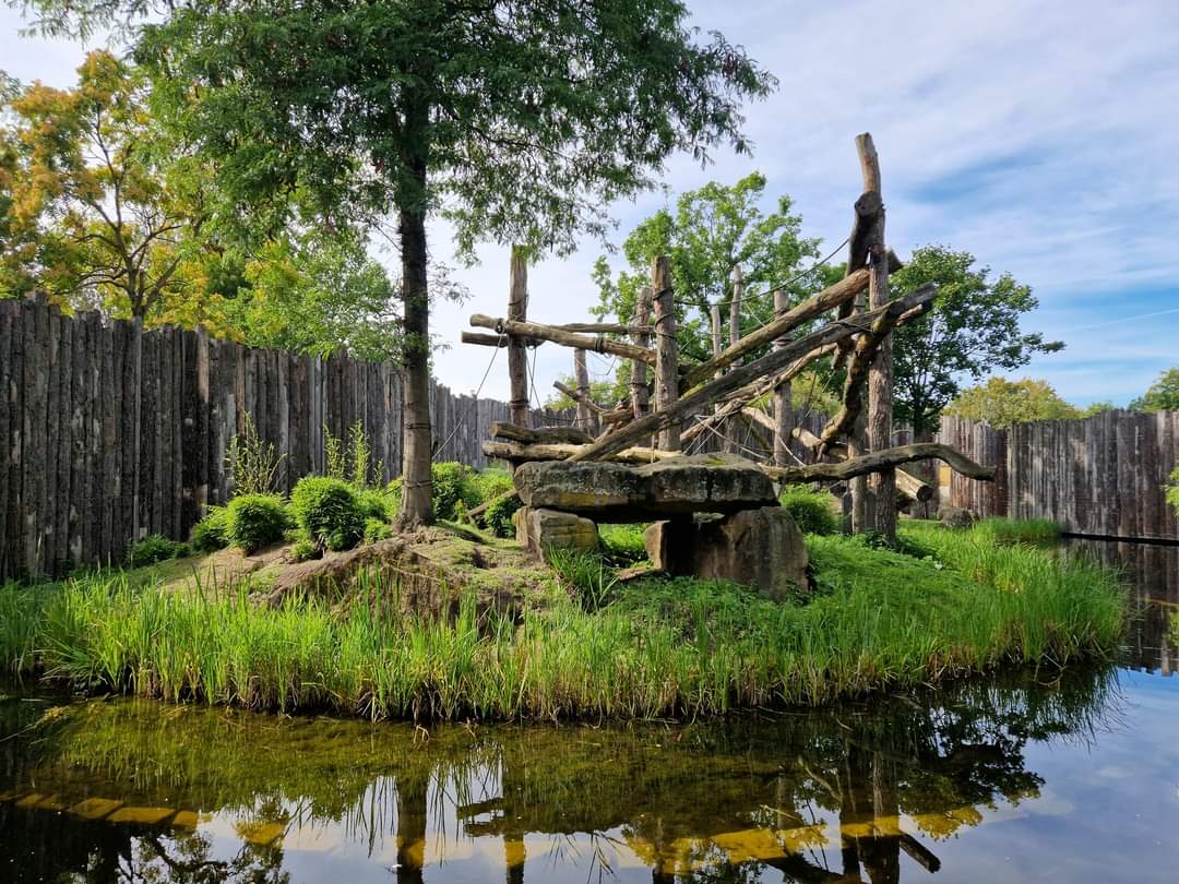 Gorilla outdoor exhibit