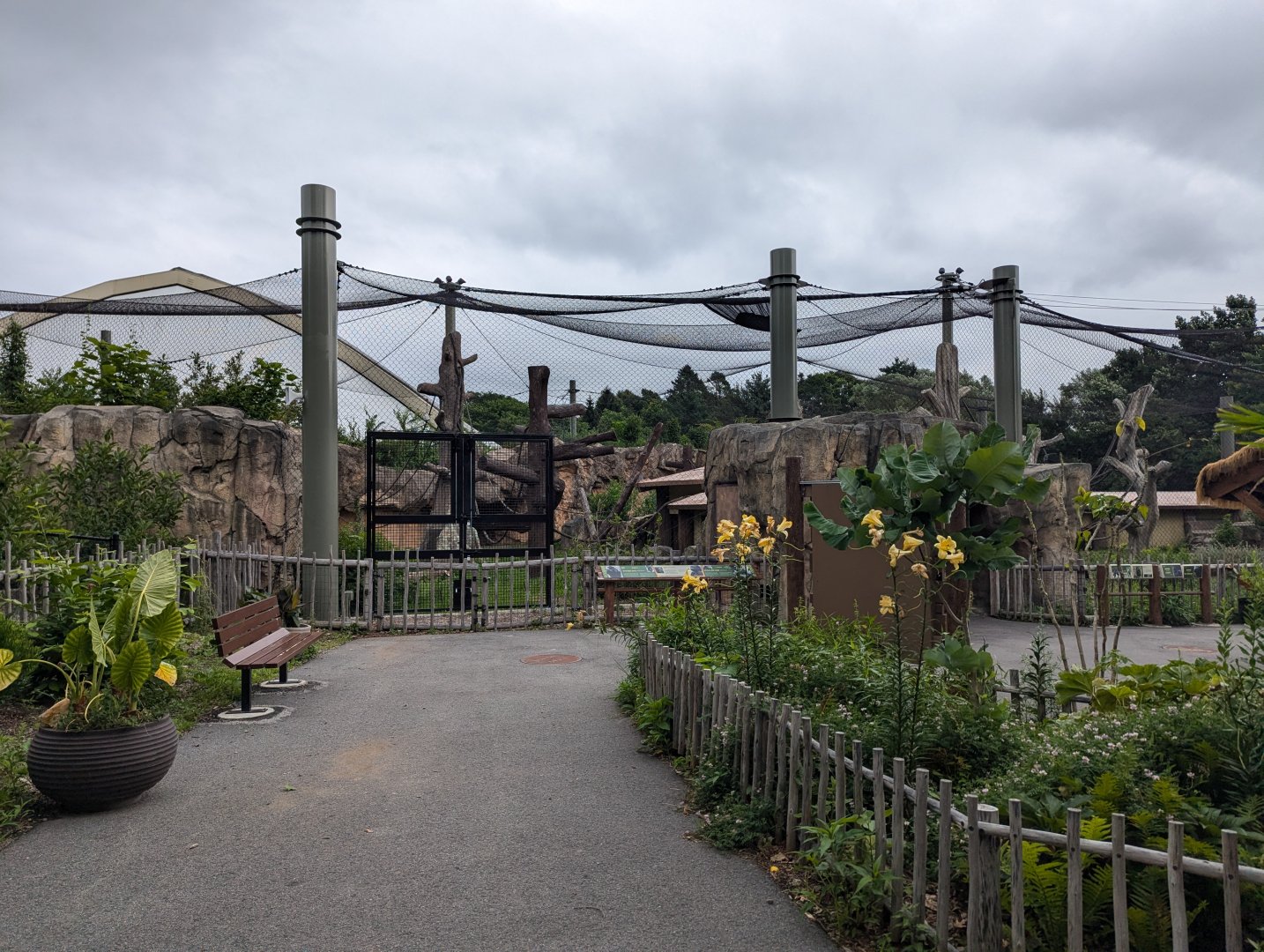 Gorilla Outdoor Exhibit