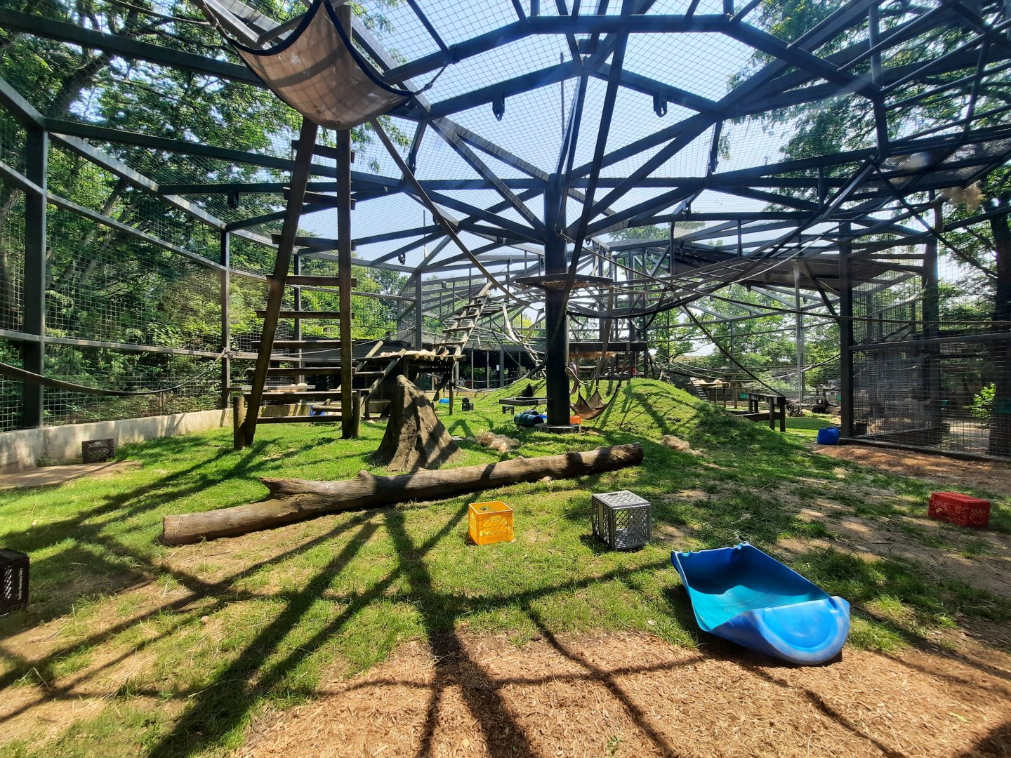 Gorilla Outdoor Exhibit