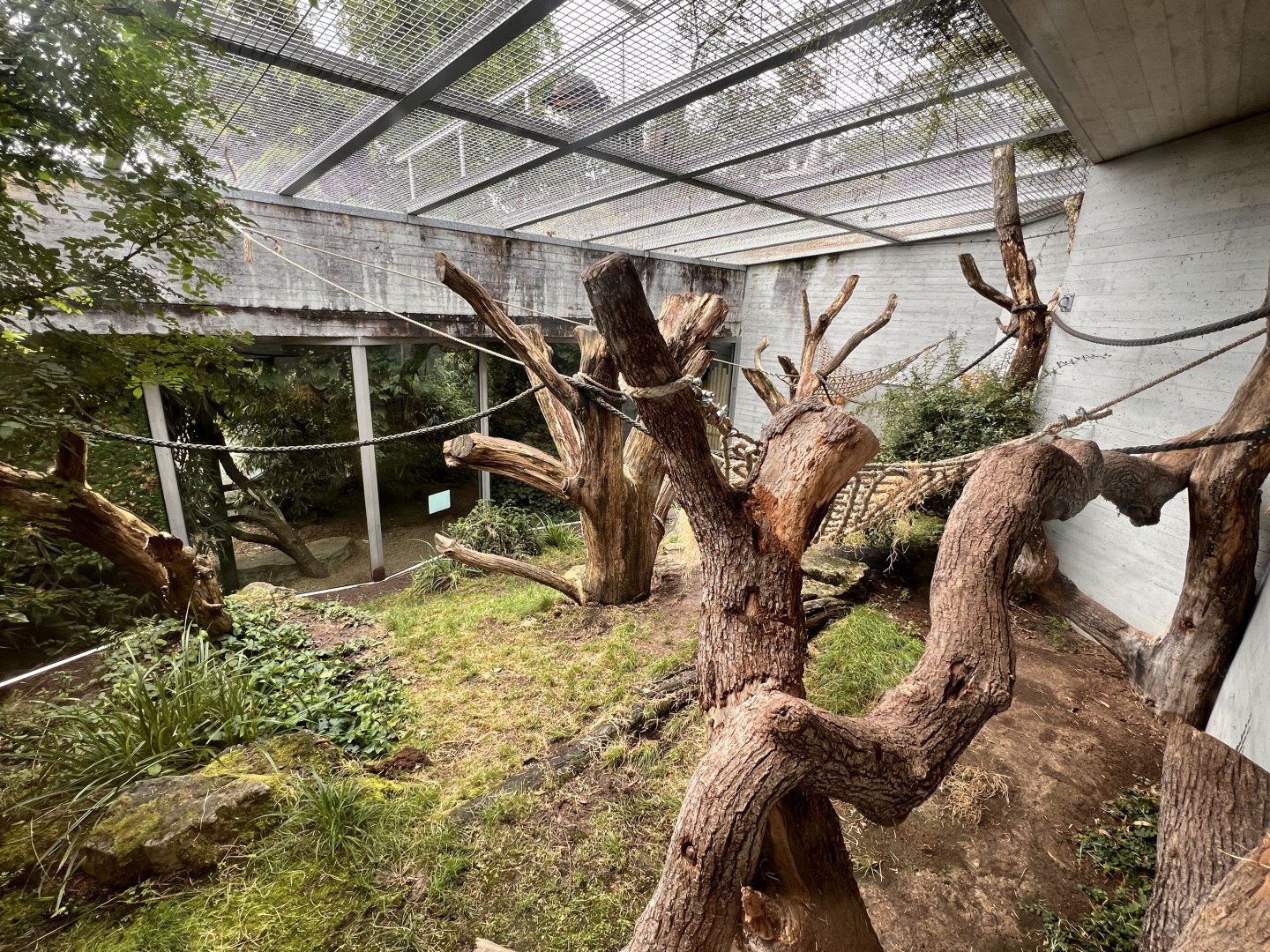 Gorilla “Outdoor” Exhibit