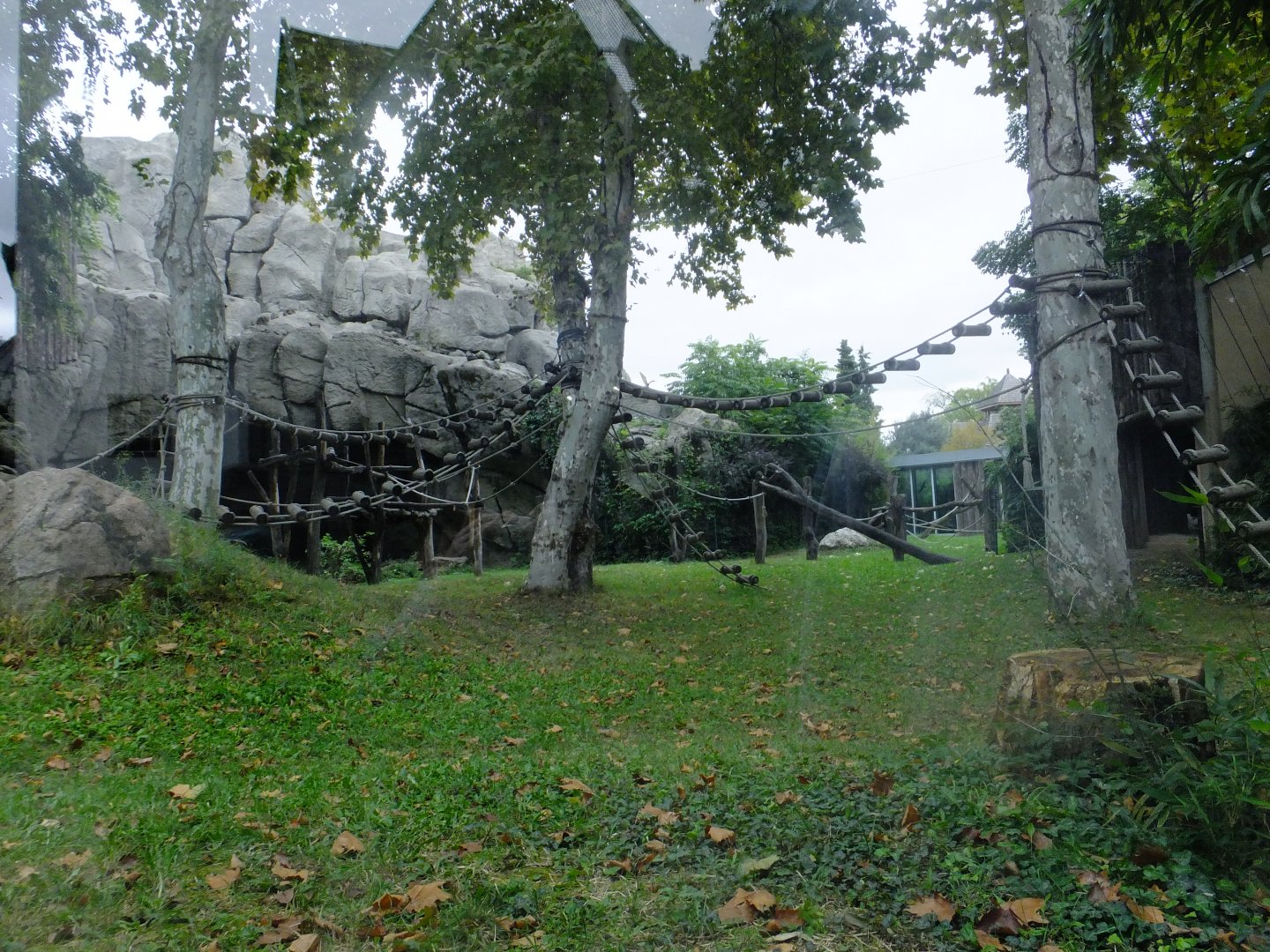 Gorilla outdoor part 1.