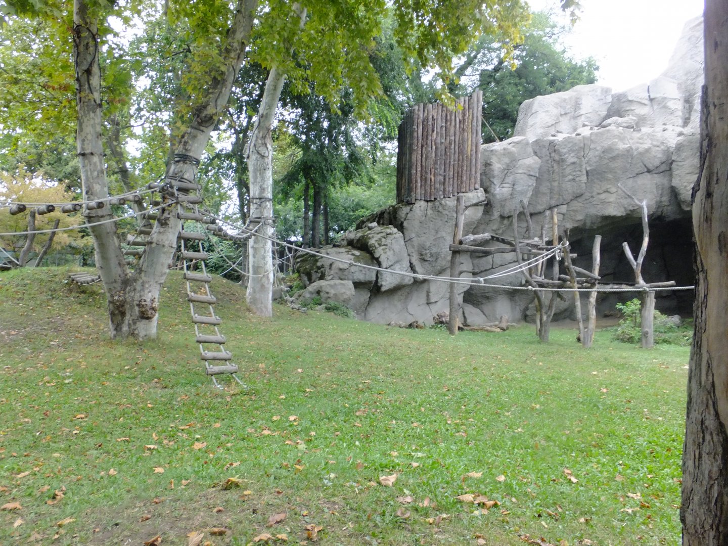 Gorilla outdoor part 2.