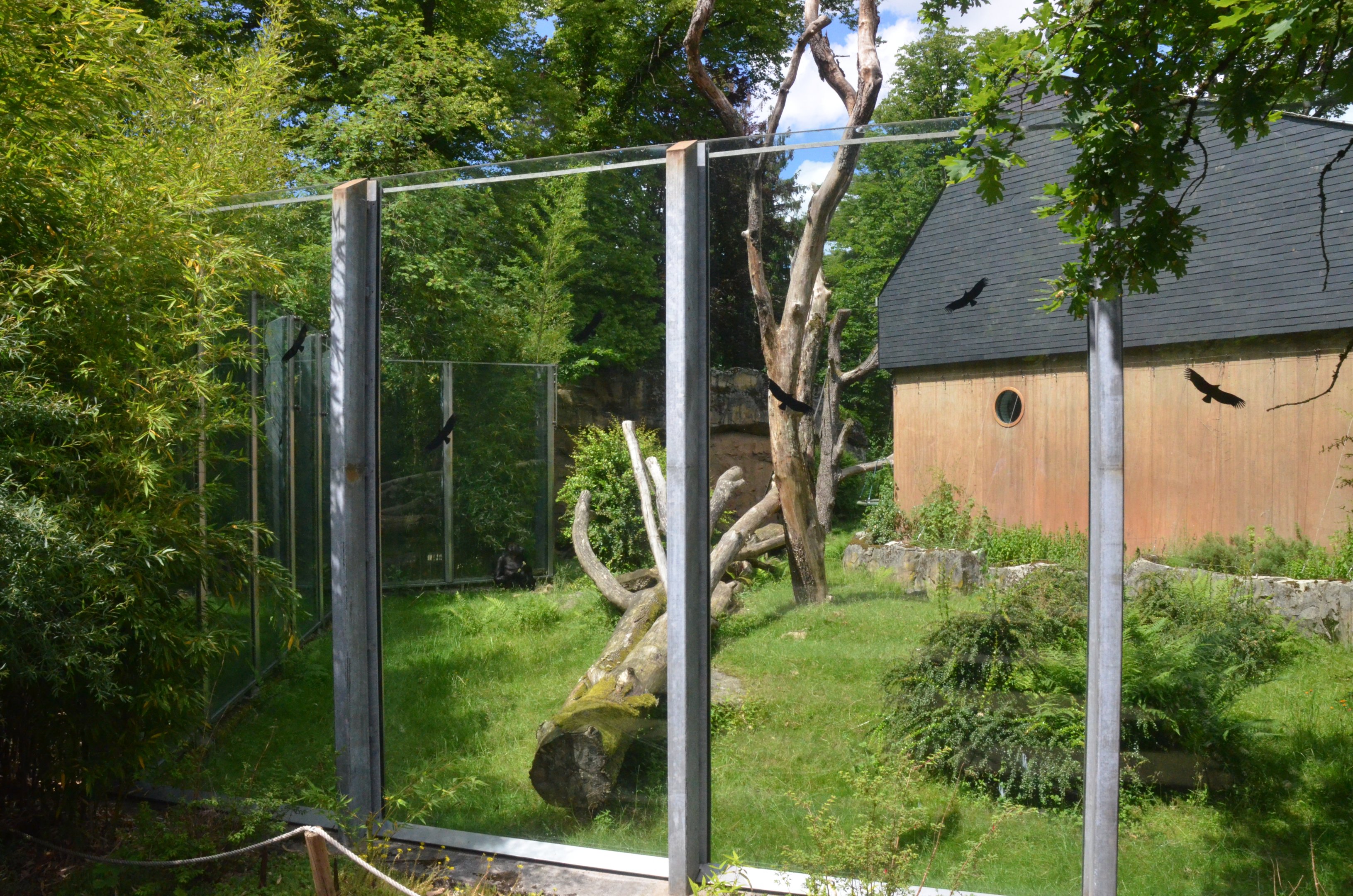 Gorilla Outdoor Viewing at Wuppertal, 16/06/19