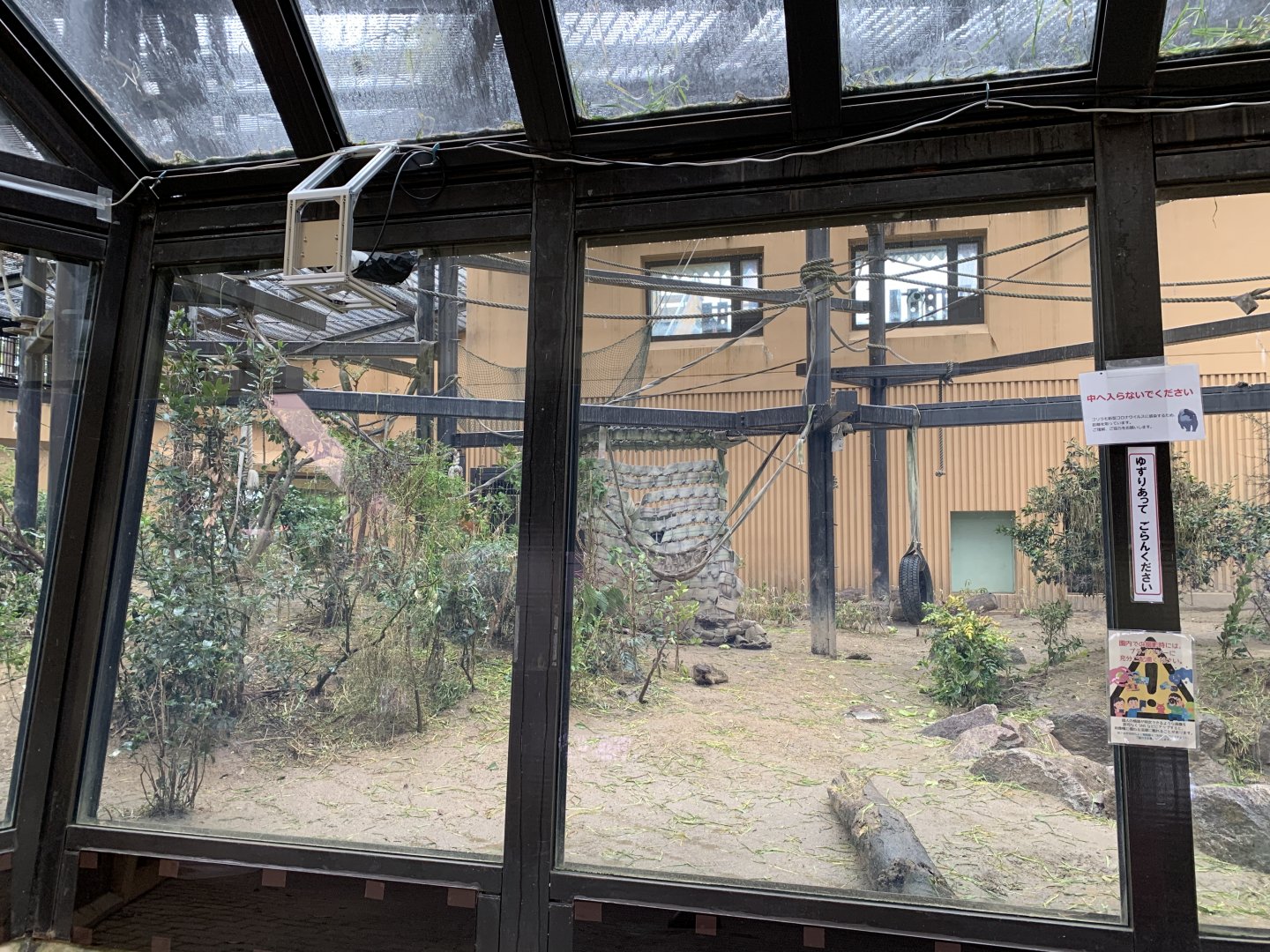 Gorilla Outdoor Viewing