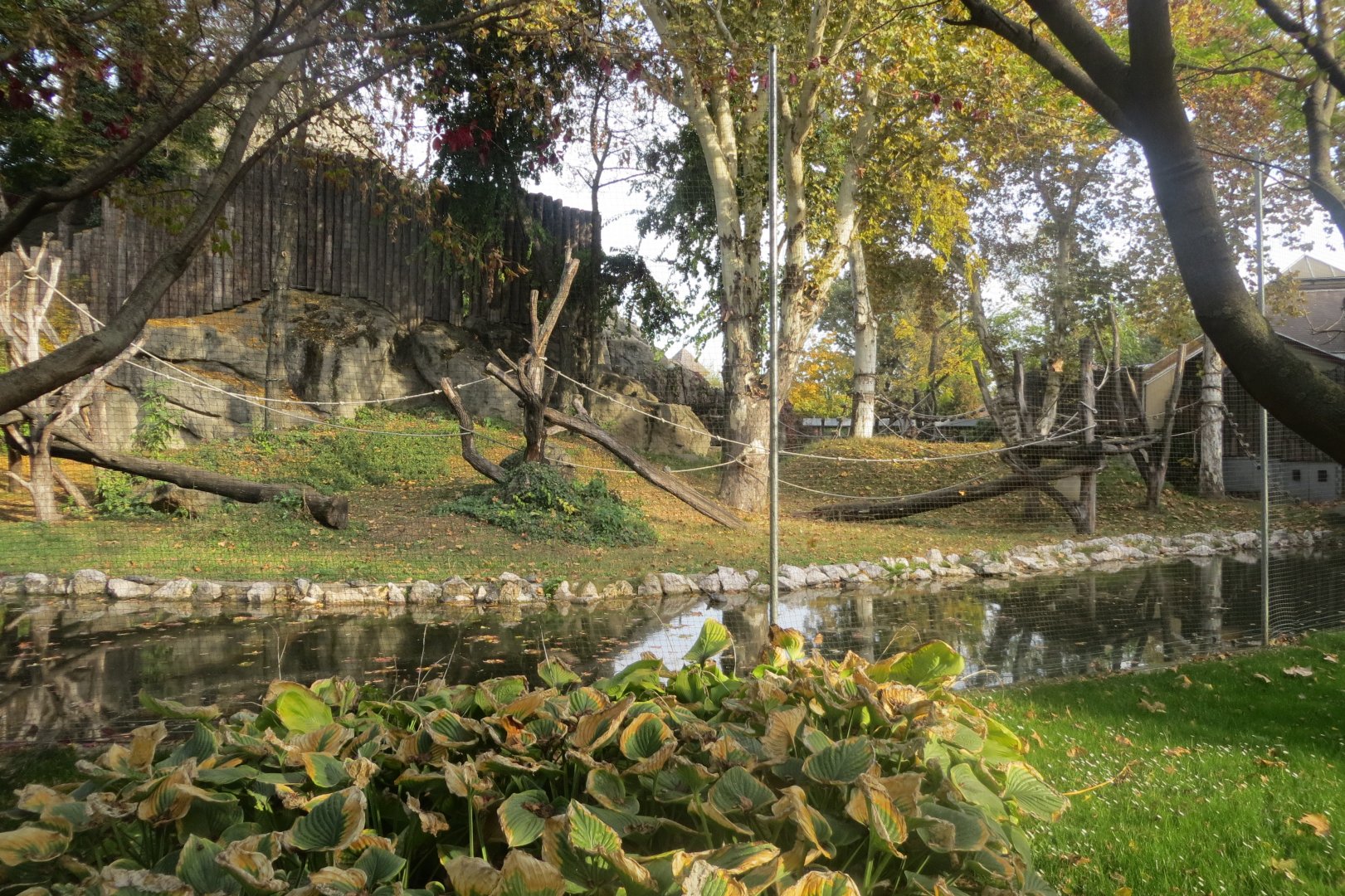 Gorilla outdoors 171018