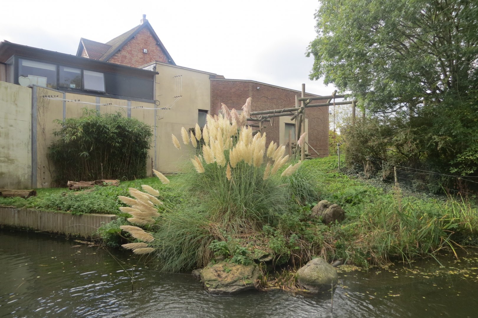 Gorilla outdoors 261018