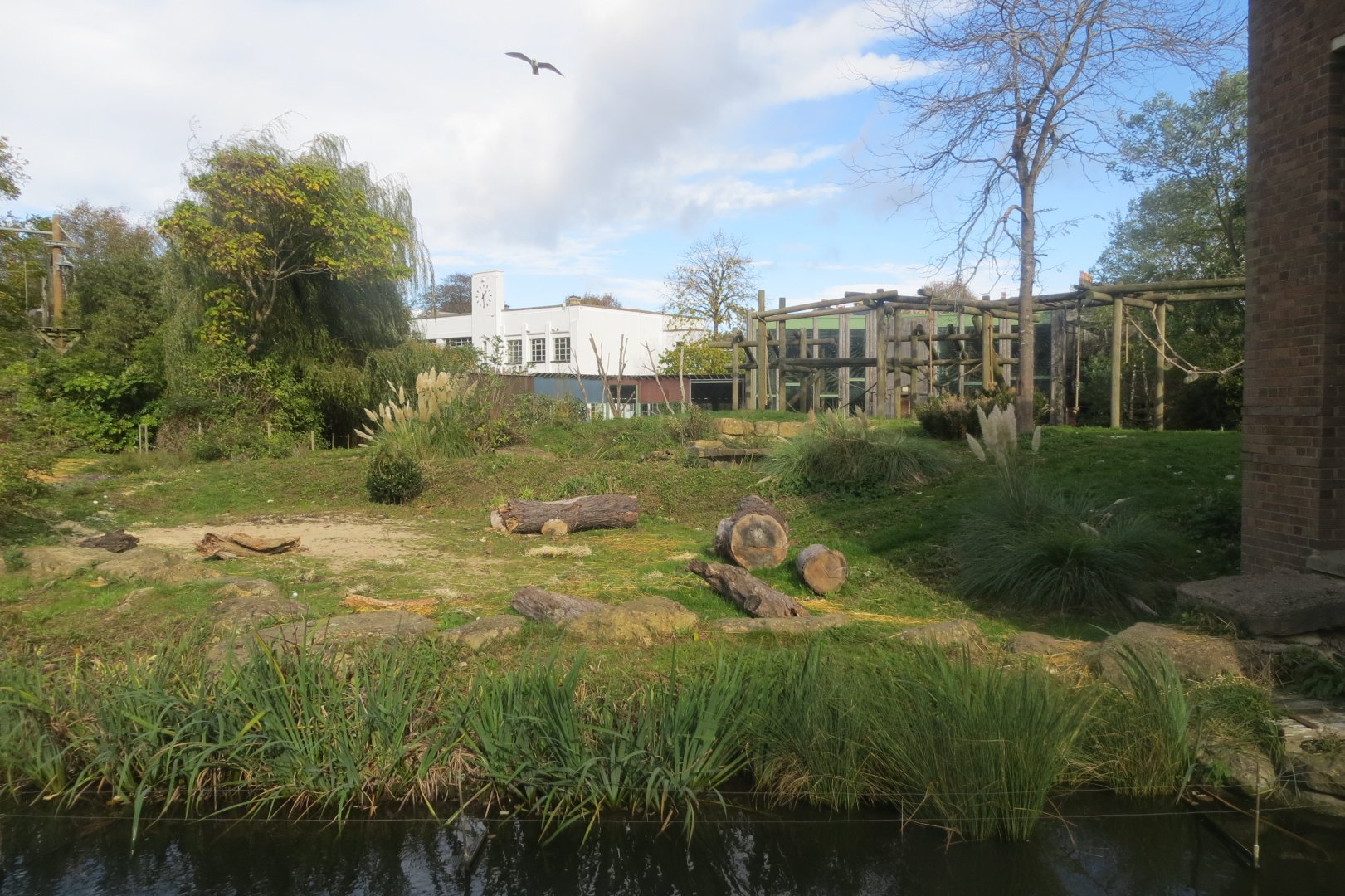 Gorilla outdoors 261018