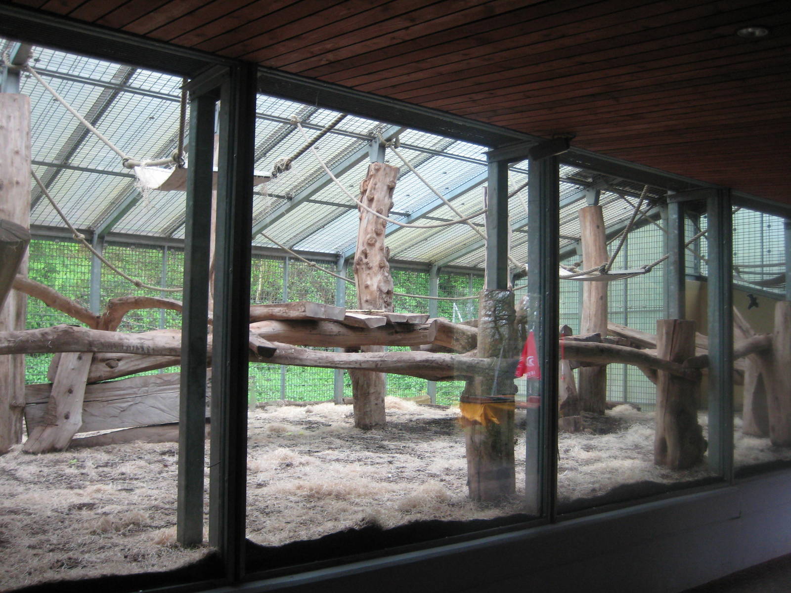 Gorilla Outside cage