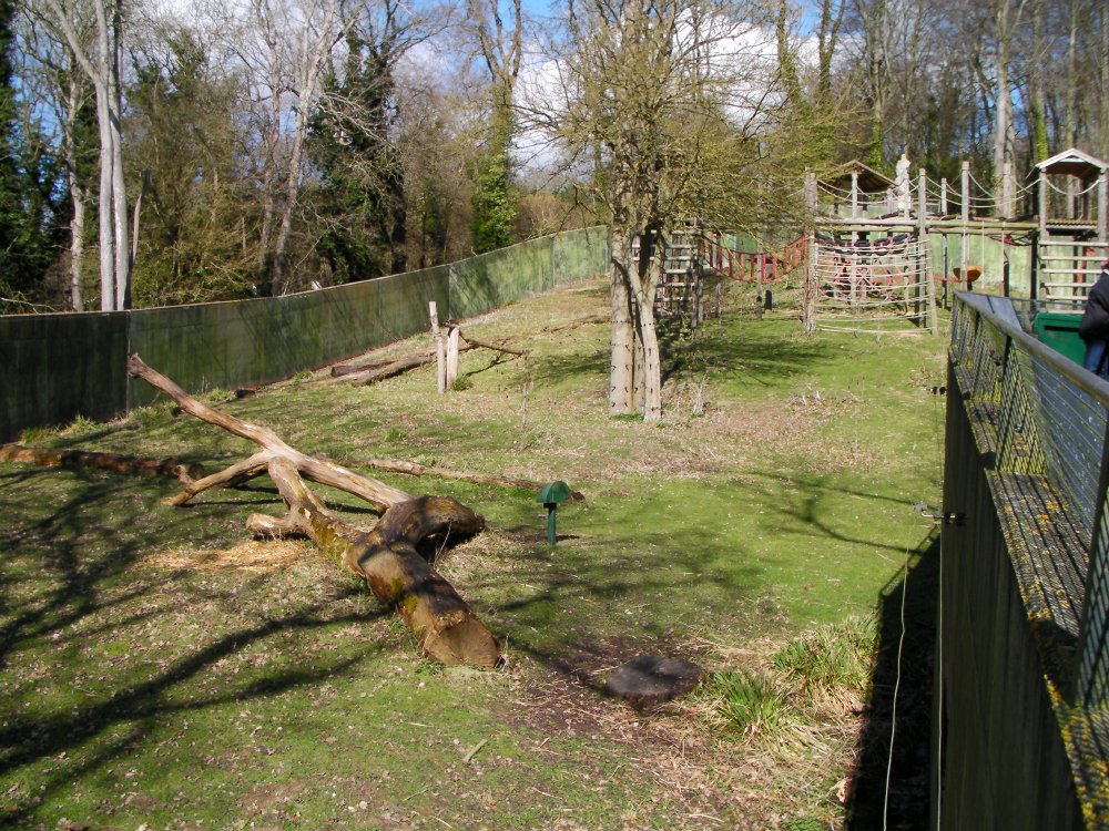 Gorilla Paddock