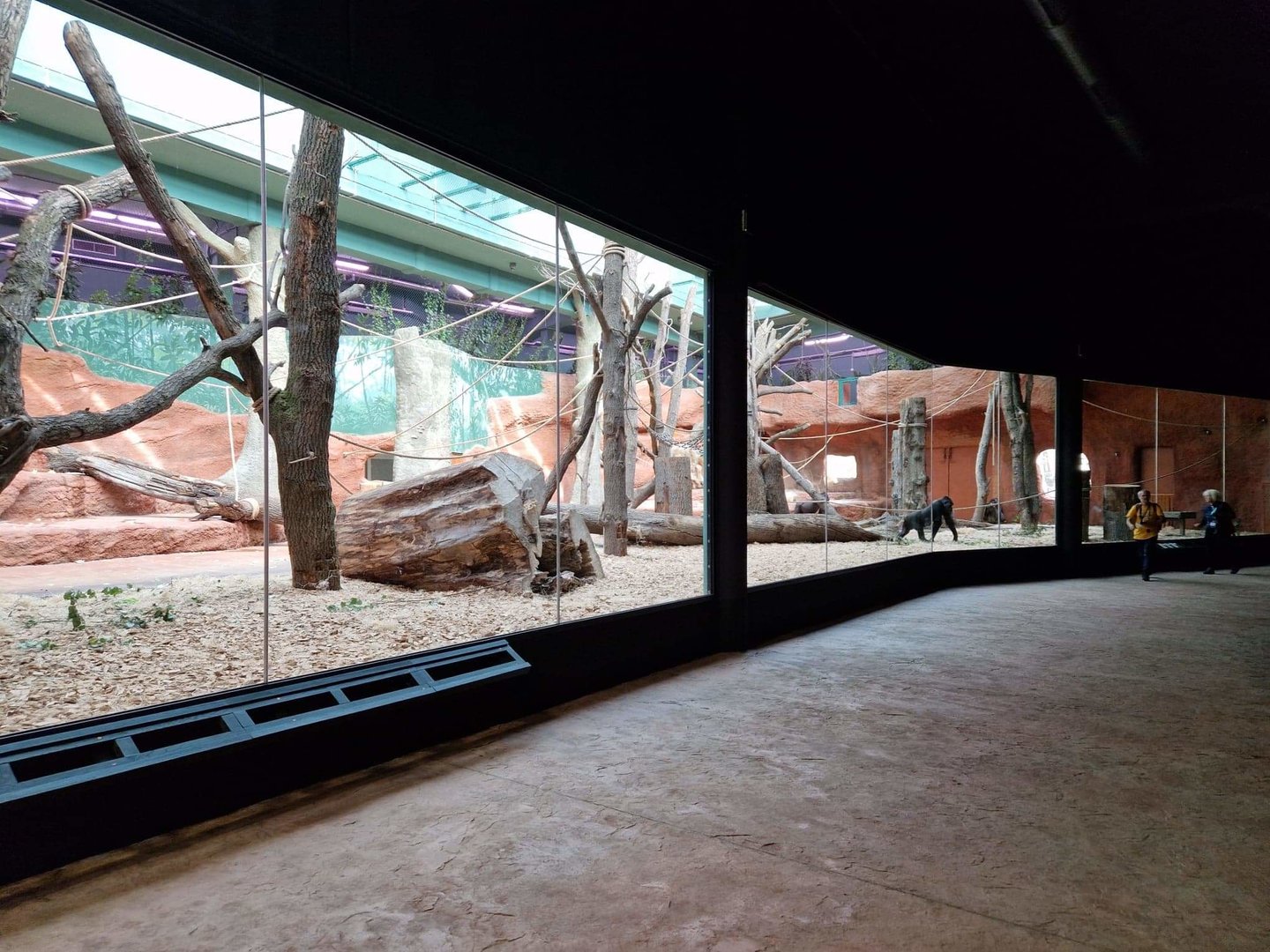 Gorilla pavilion indoor