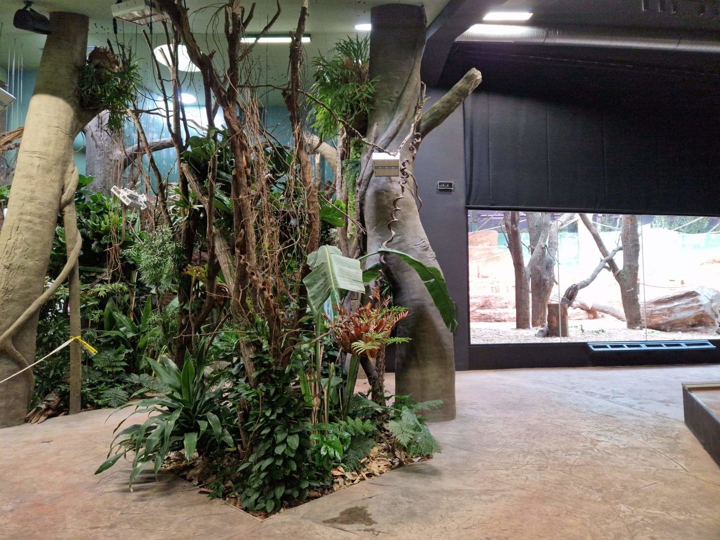 Gorilla pavilion indoor