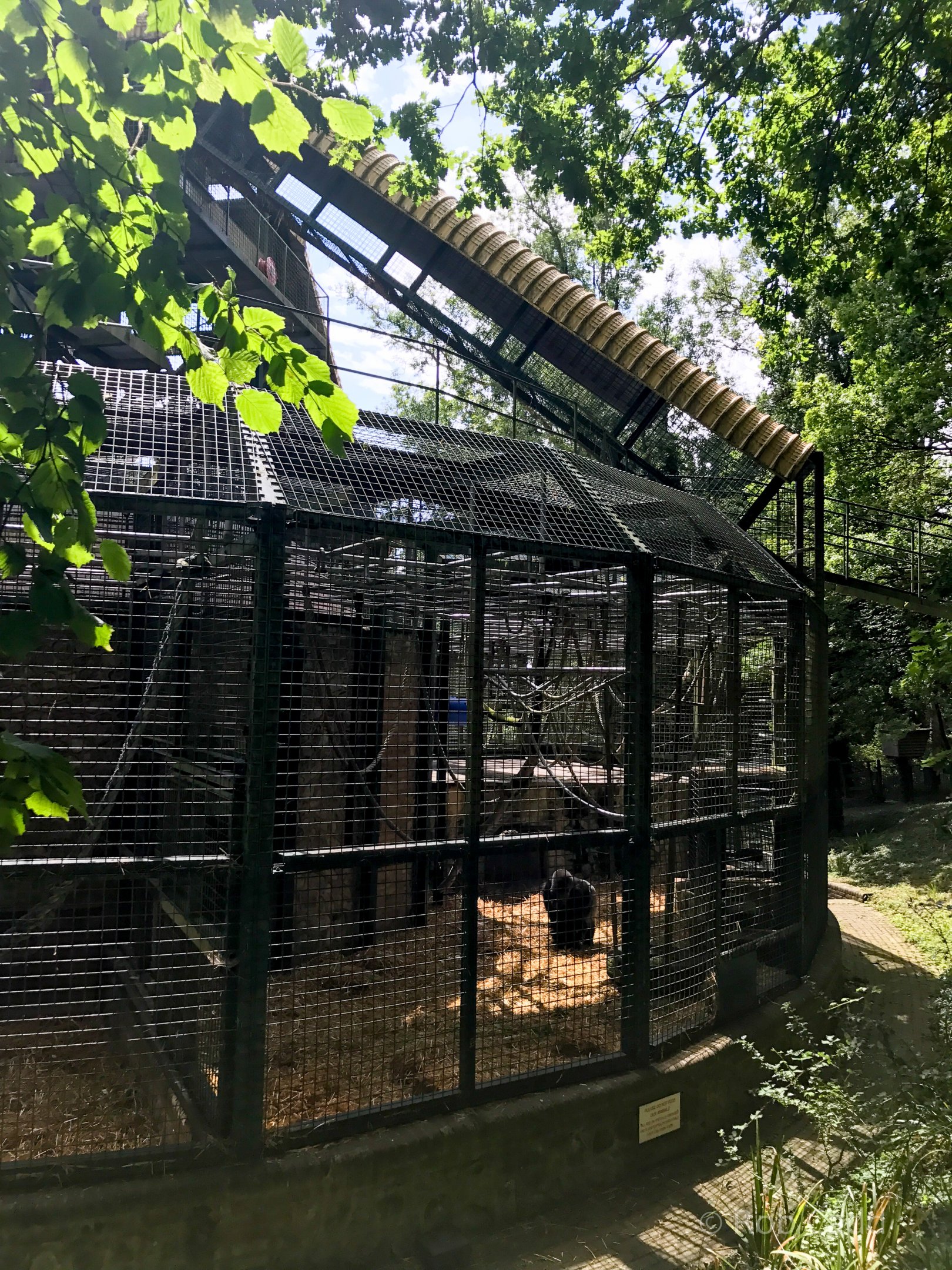 Gorilla Pavilion : Port Lympne : 22 Jul 2017