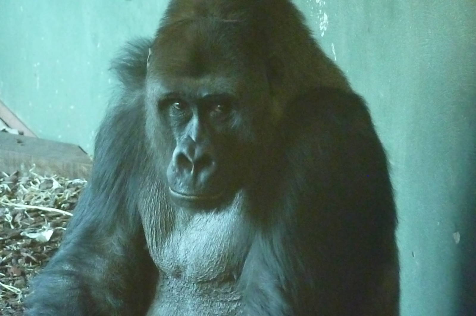 Gorilla, Pertinax. 3 April 2013