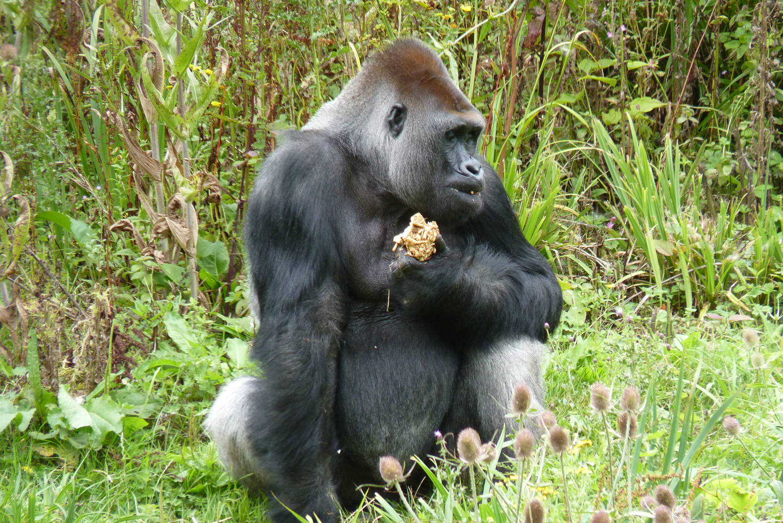 Gorilla, Pertinax, August 2015