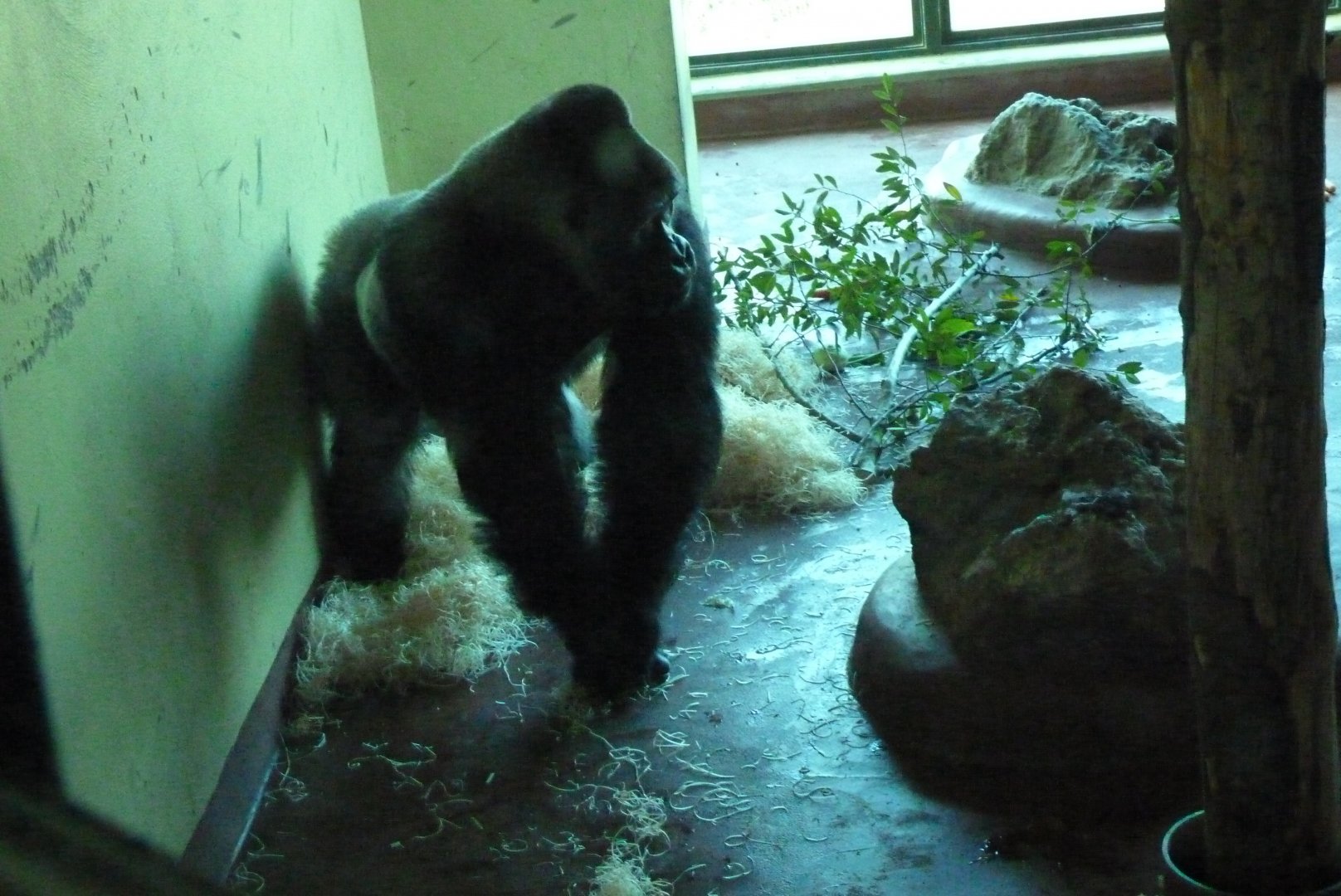 Gorilla, Pertinax, January 2017