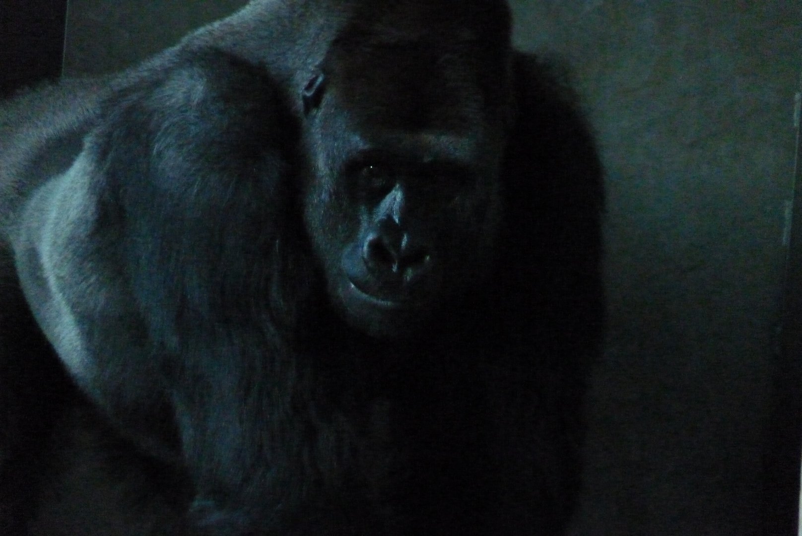Gorilla, Pertinax, January 2017