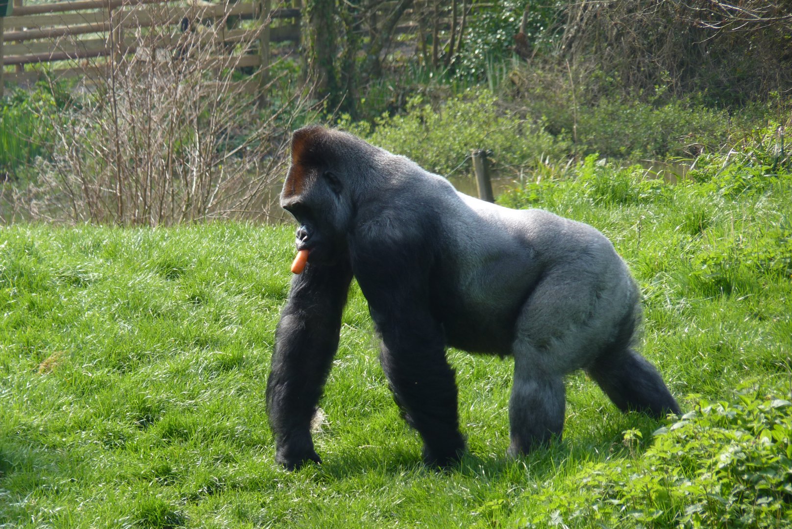 Gorilla, Pertinax, March 2017