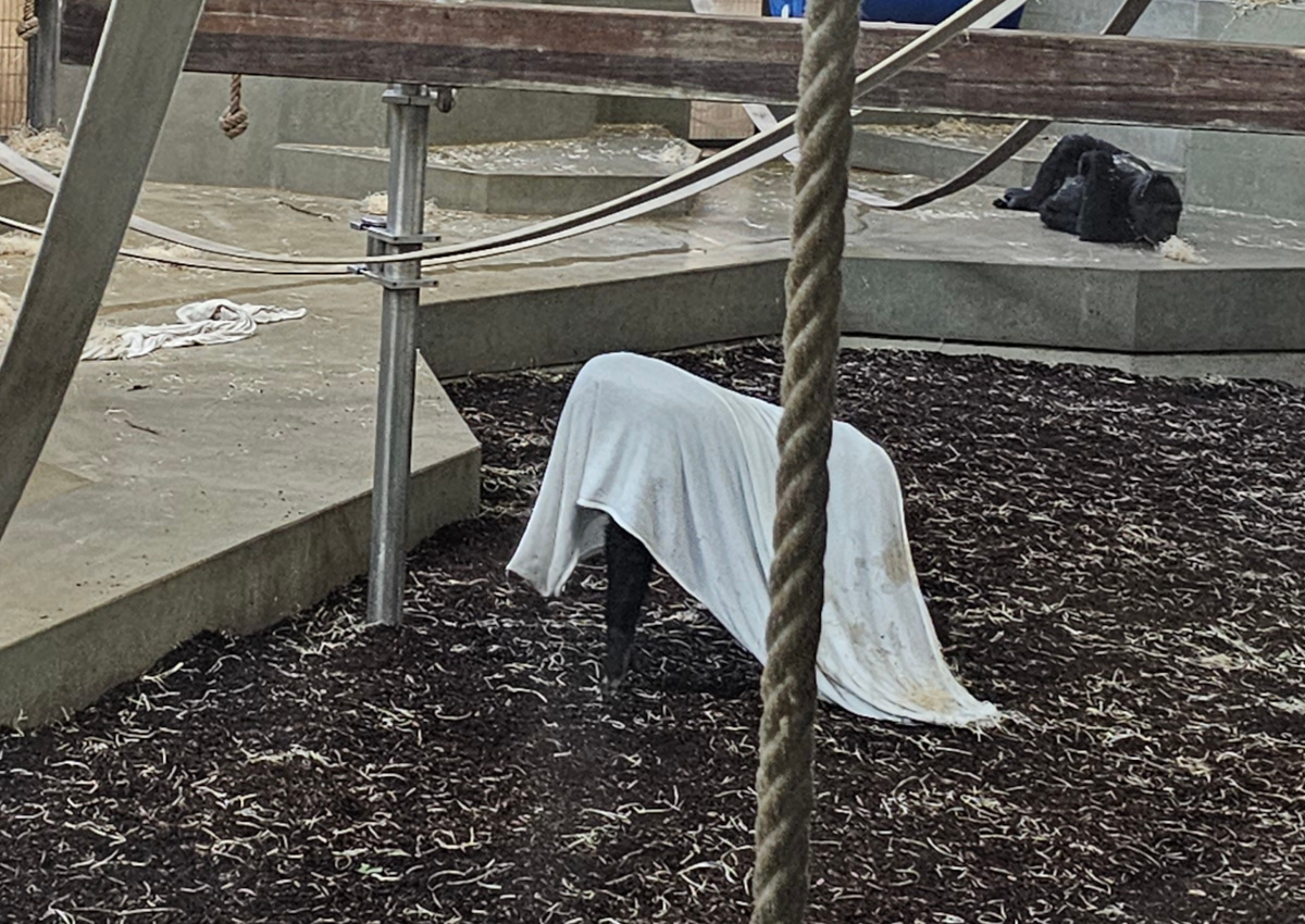 Gorilla playing Halloween, Sep. 2023