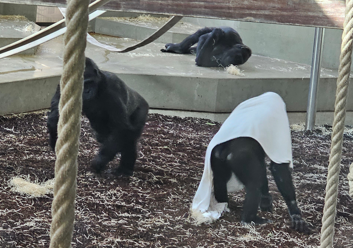 Gorilla playing Halloween, Sep. 2023