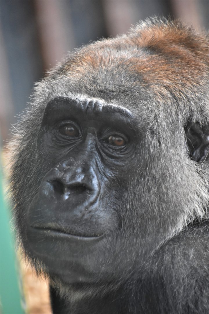 Gorilla portrait