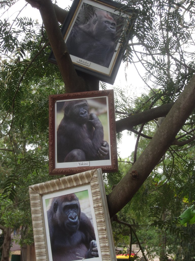 Gorilla portraits