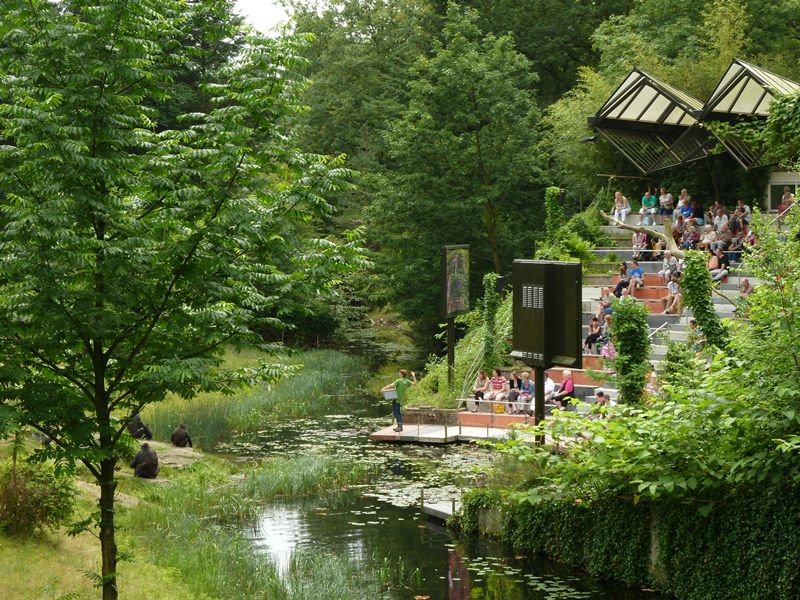 Gorilla presentation