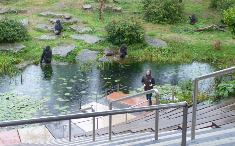 Gorilla presentation