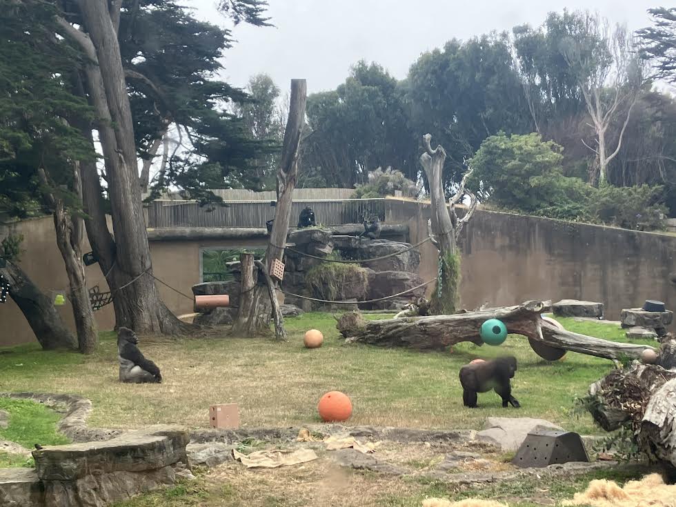 Gorilla Preserve Gorilla Troop