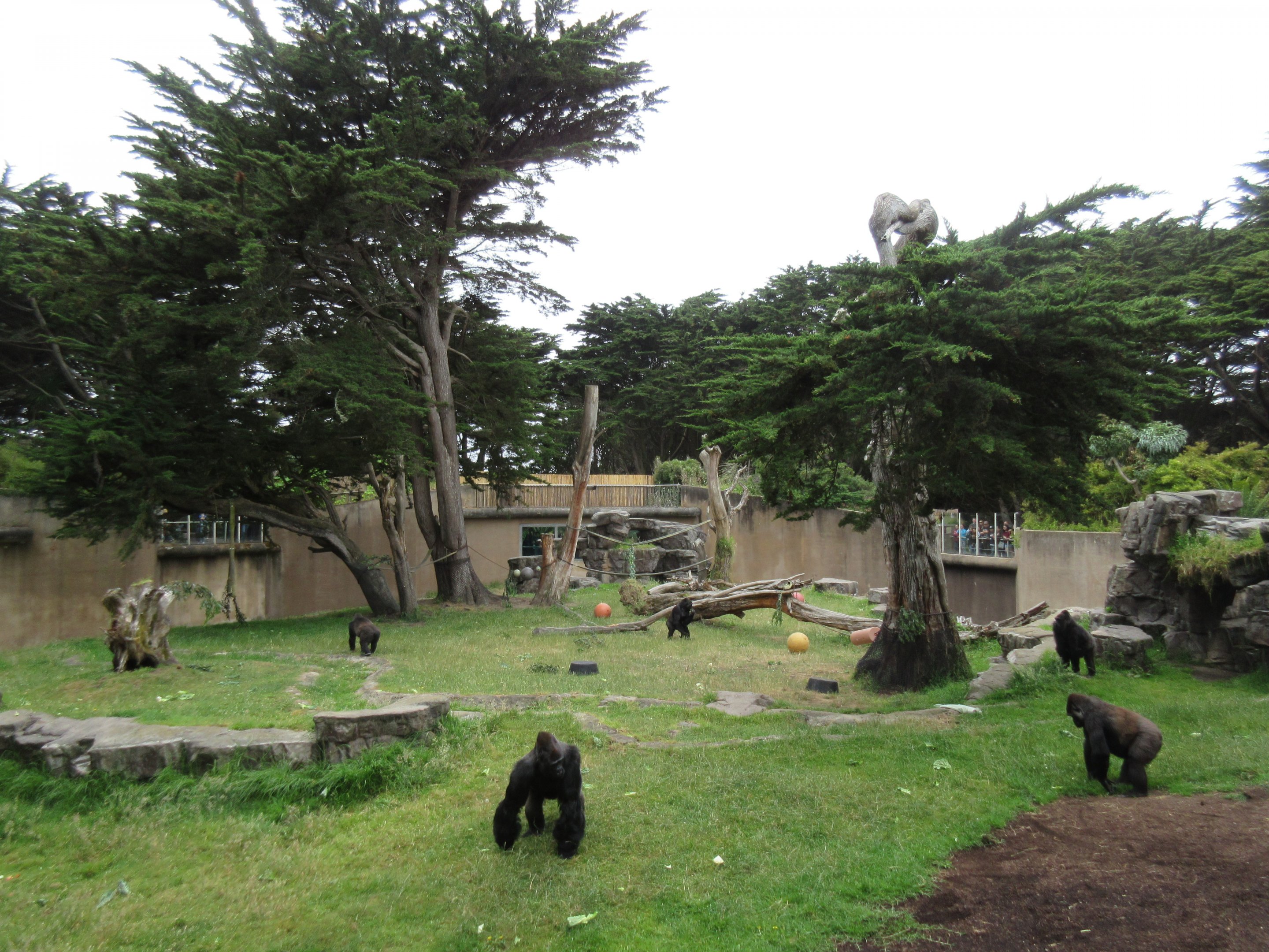 Gorilla Preserve (morning feeding time)