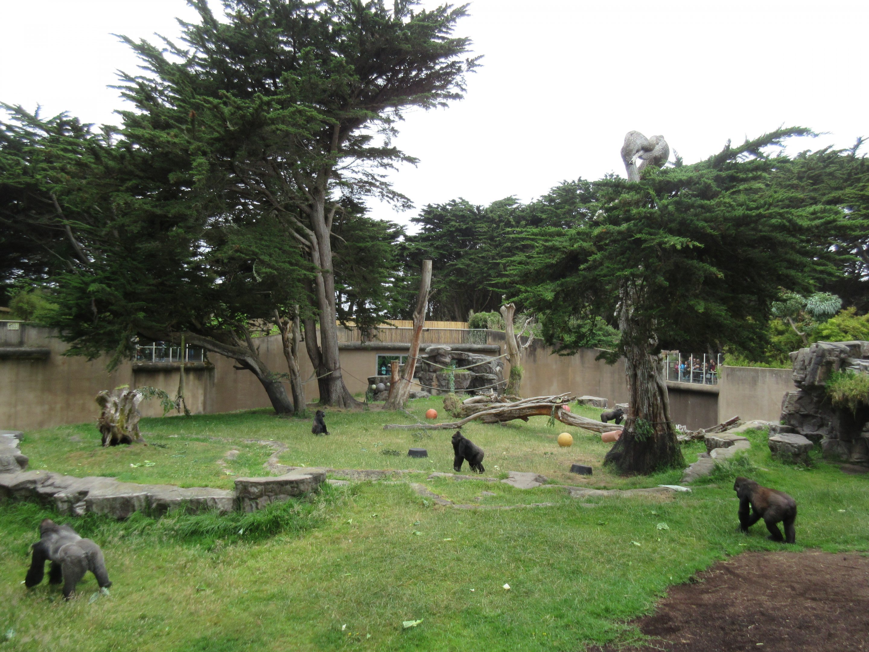 Gorilla Preserve (morning feeding time)