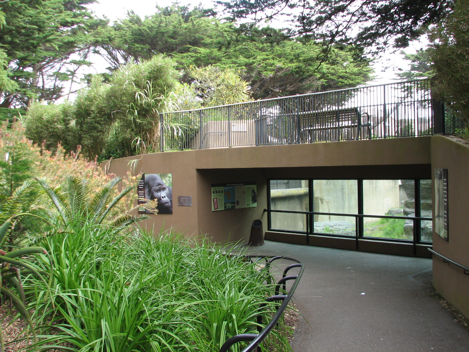 Gorilla Preserve - Viewing Area