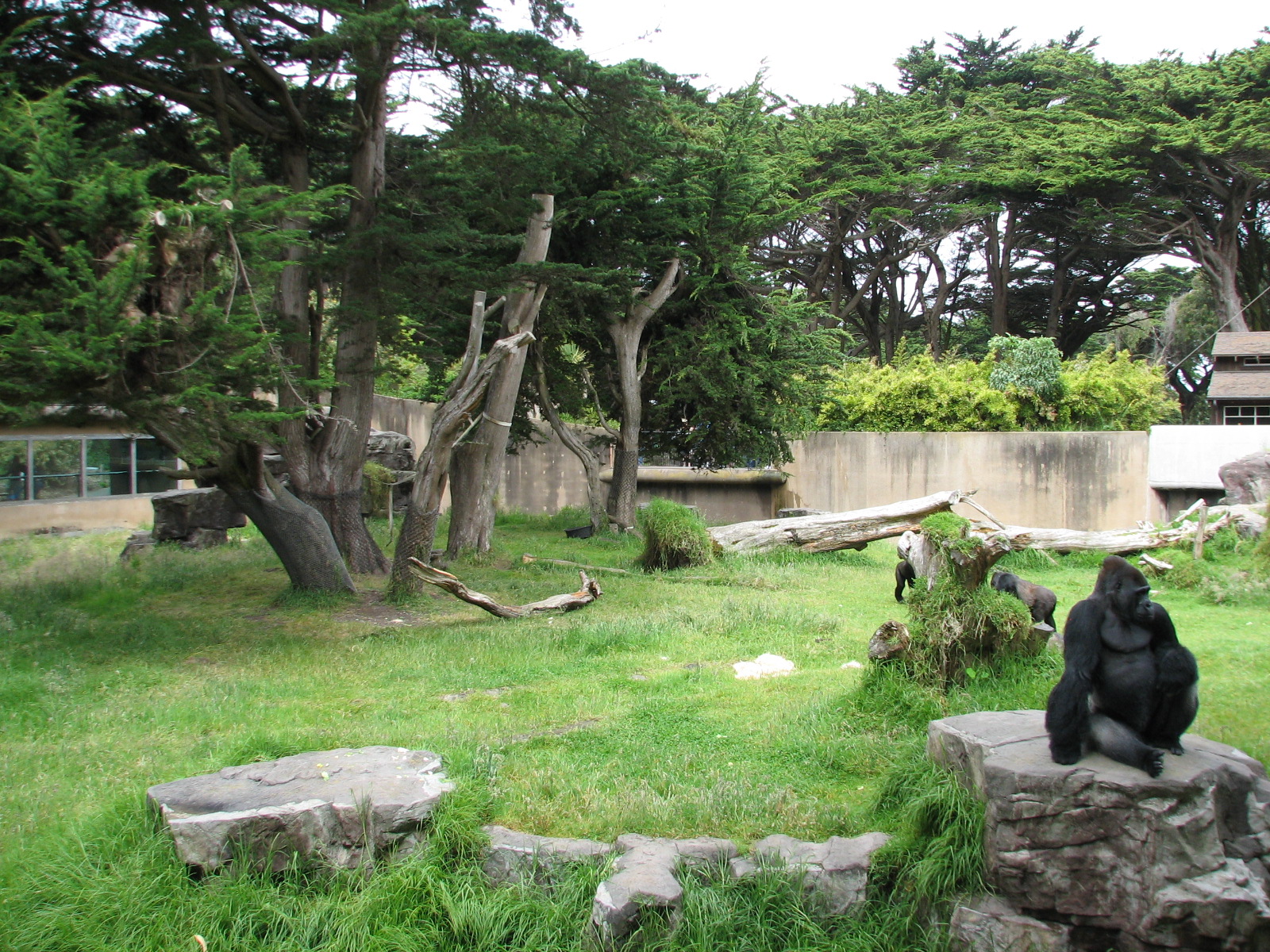 Gorilla Preserve