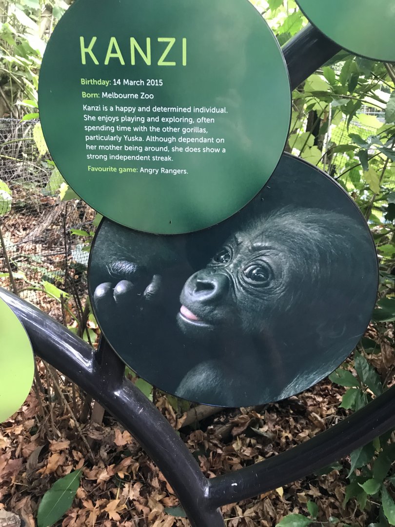 Gorilla profiles