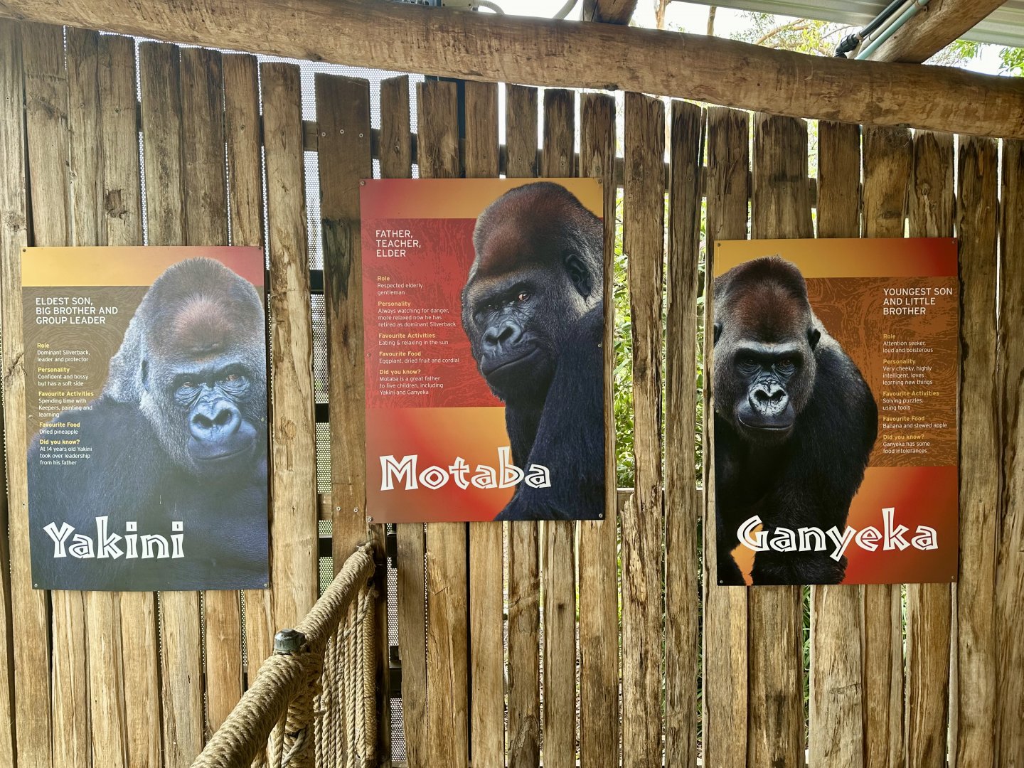 Gorilla Profiles