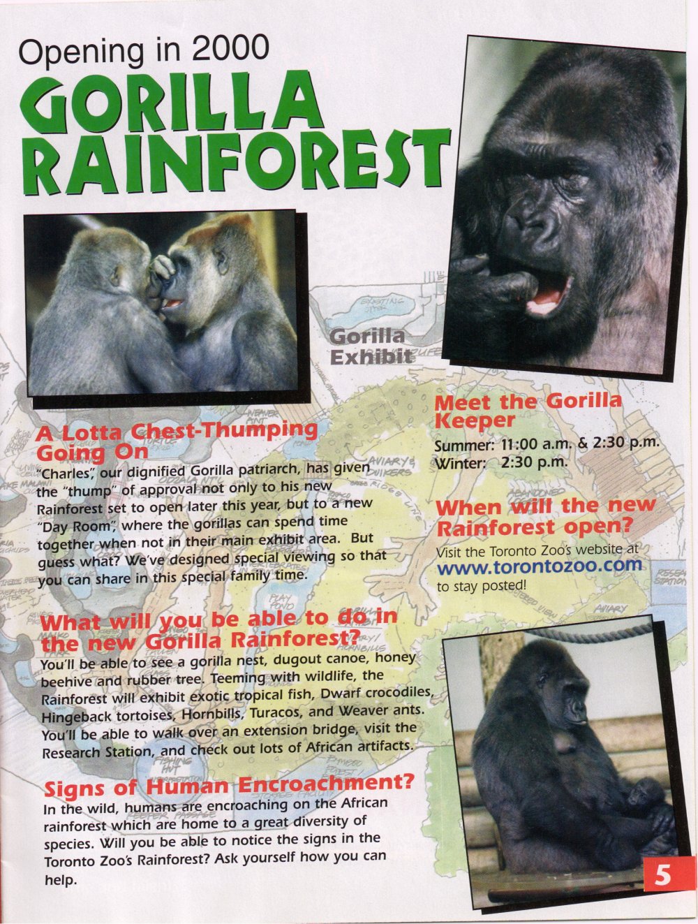 Gorilla Rainforest plan