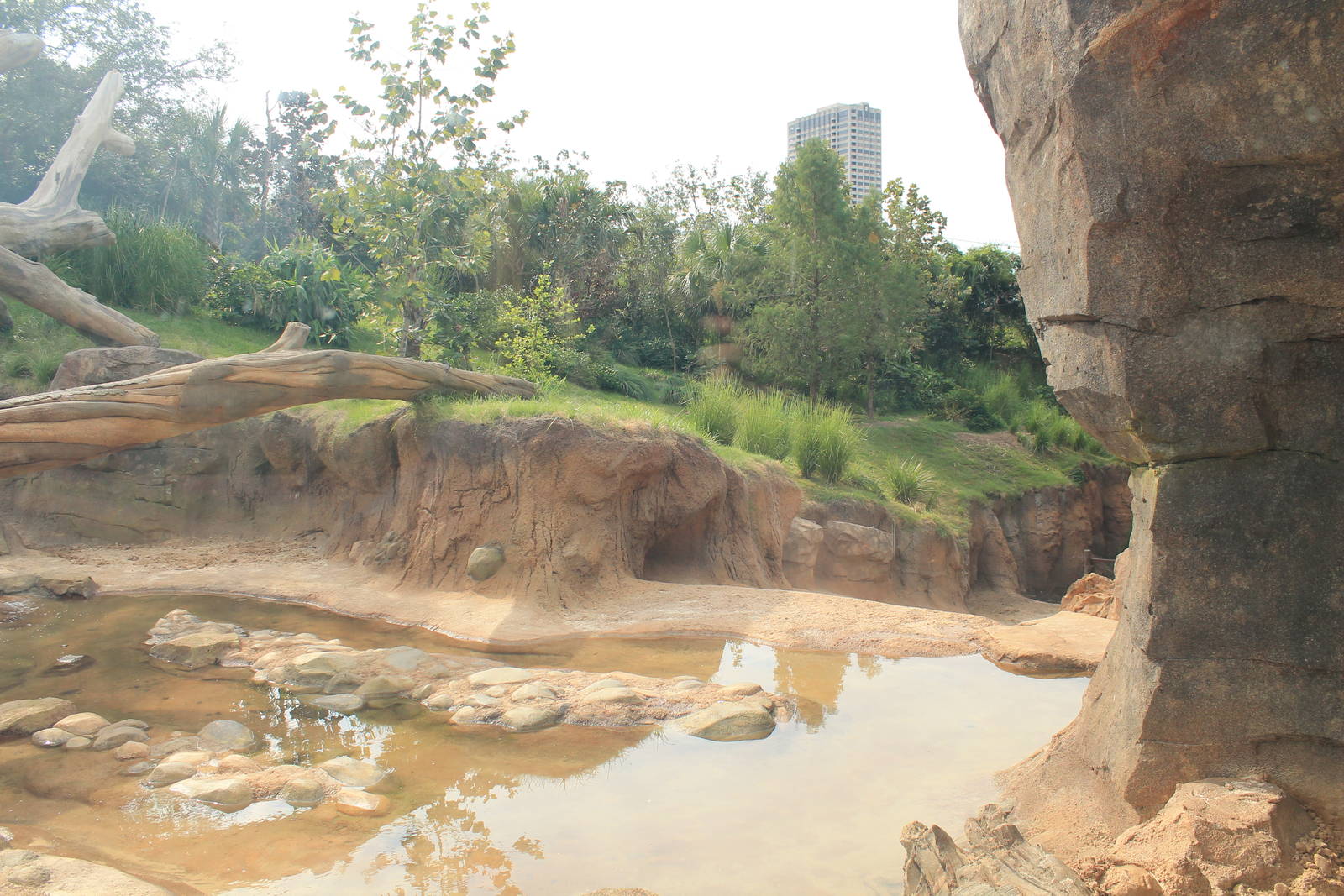 Gorilla/Red River Hog exhibit