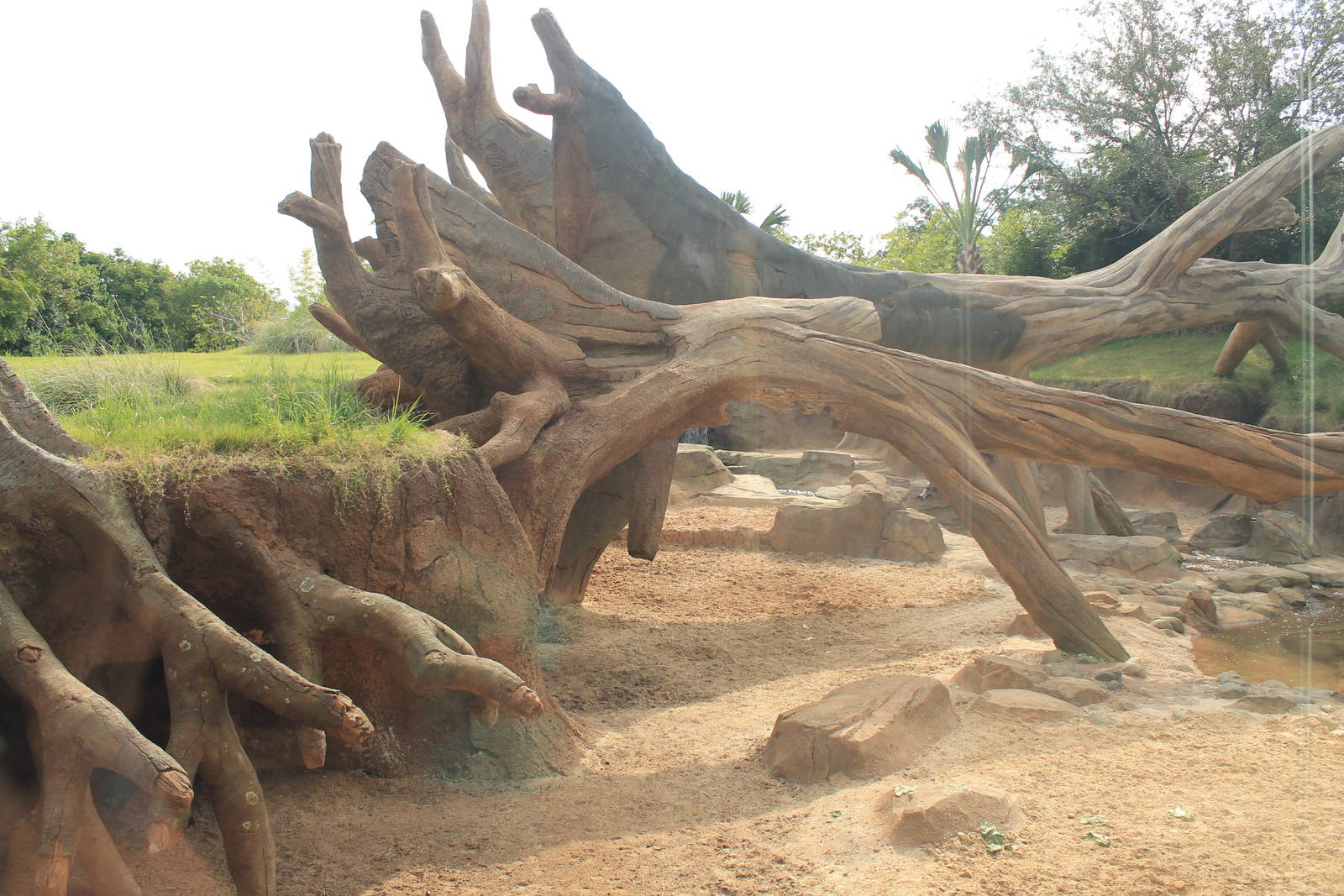 Gorilla/Red River Hog exhibit