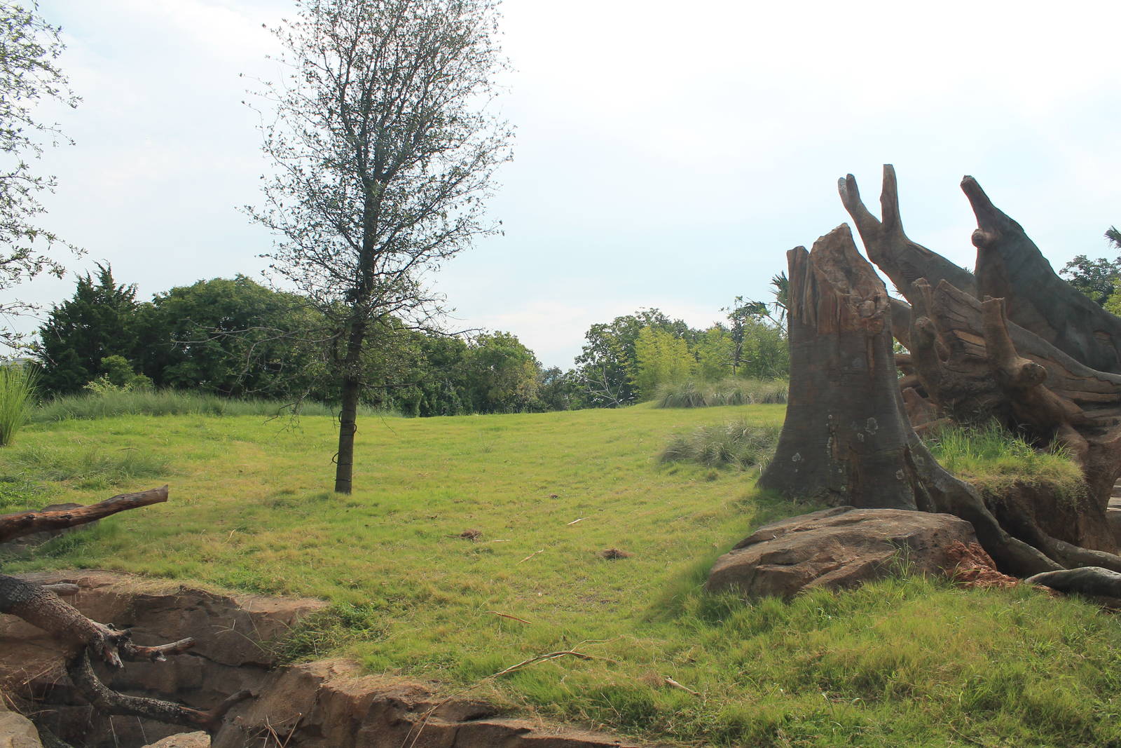 Gorilla/Red River Hog exhibit